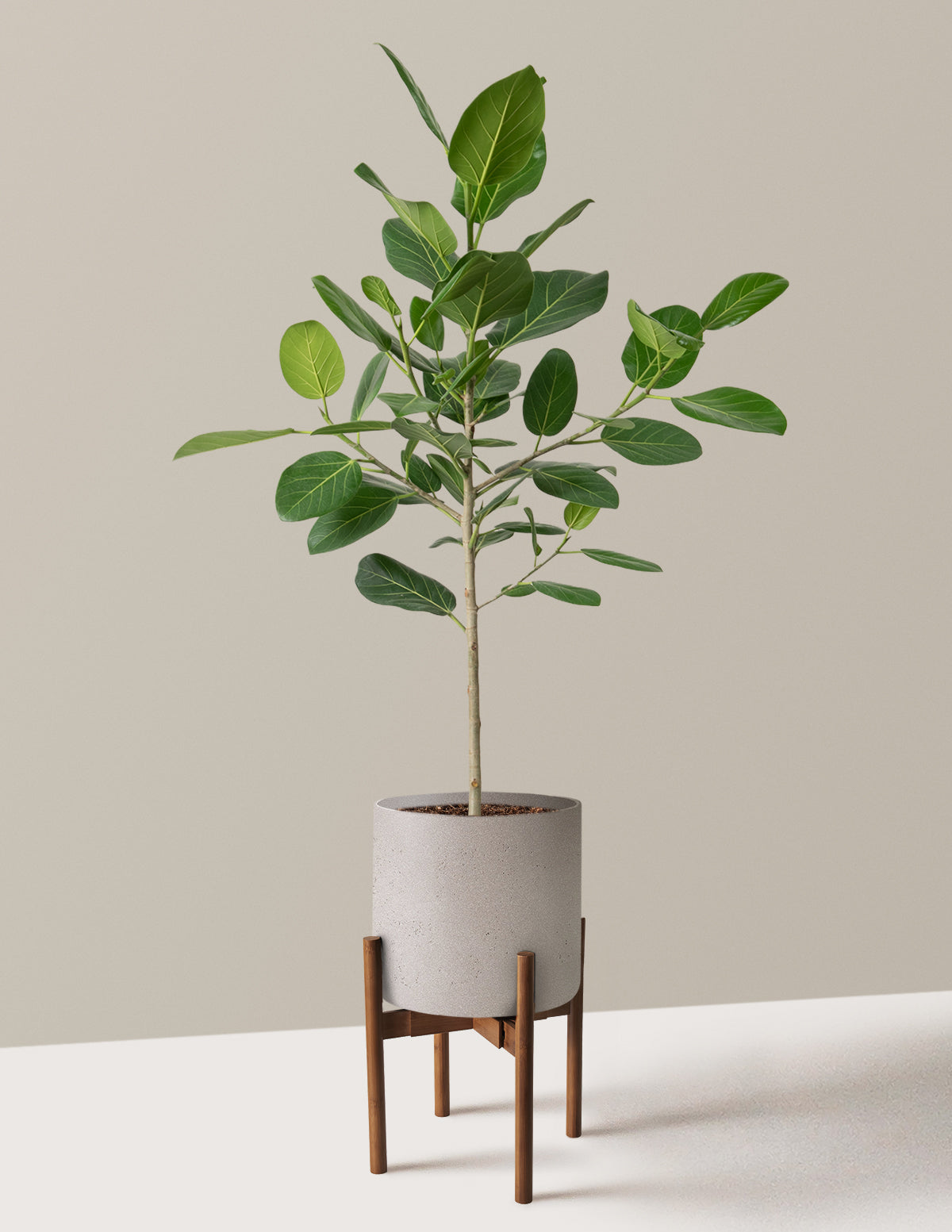 Ficus Audrey Ağacı