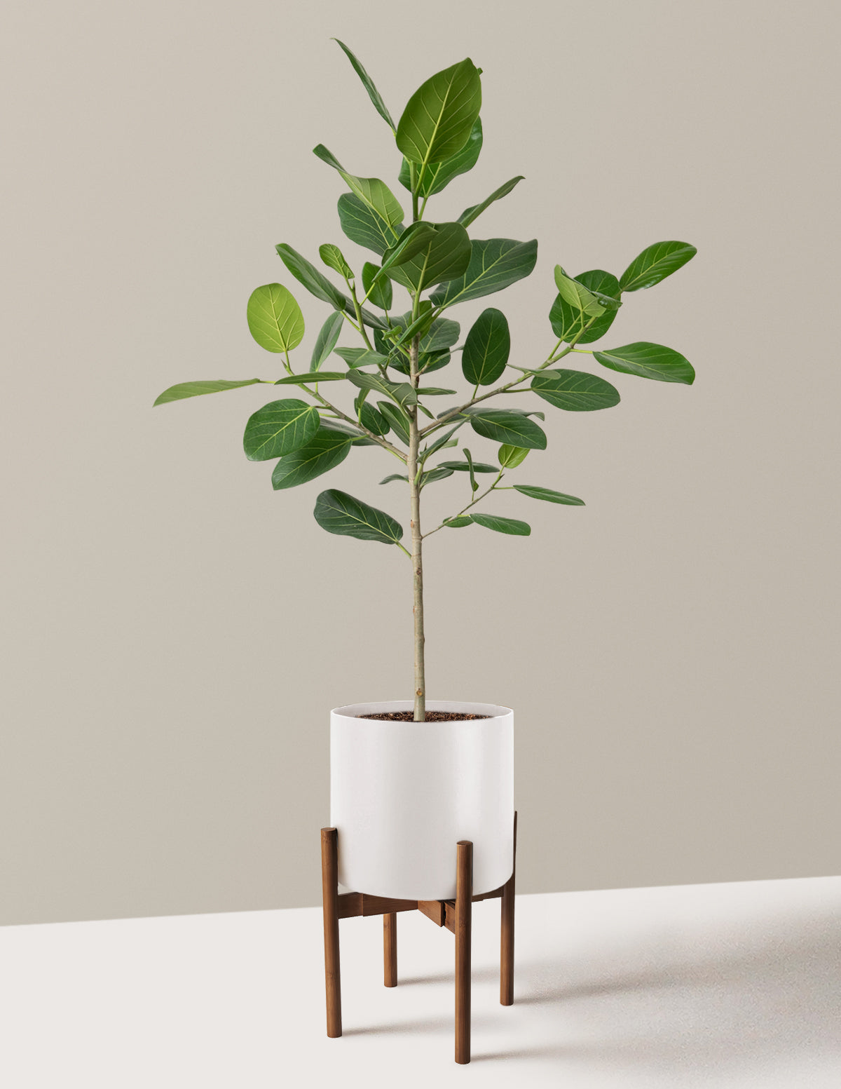 Ficus Audrey Ağacı