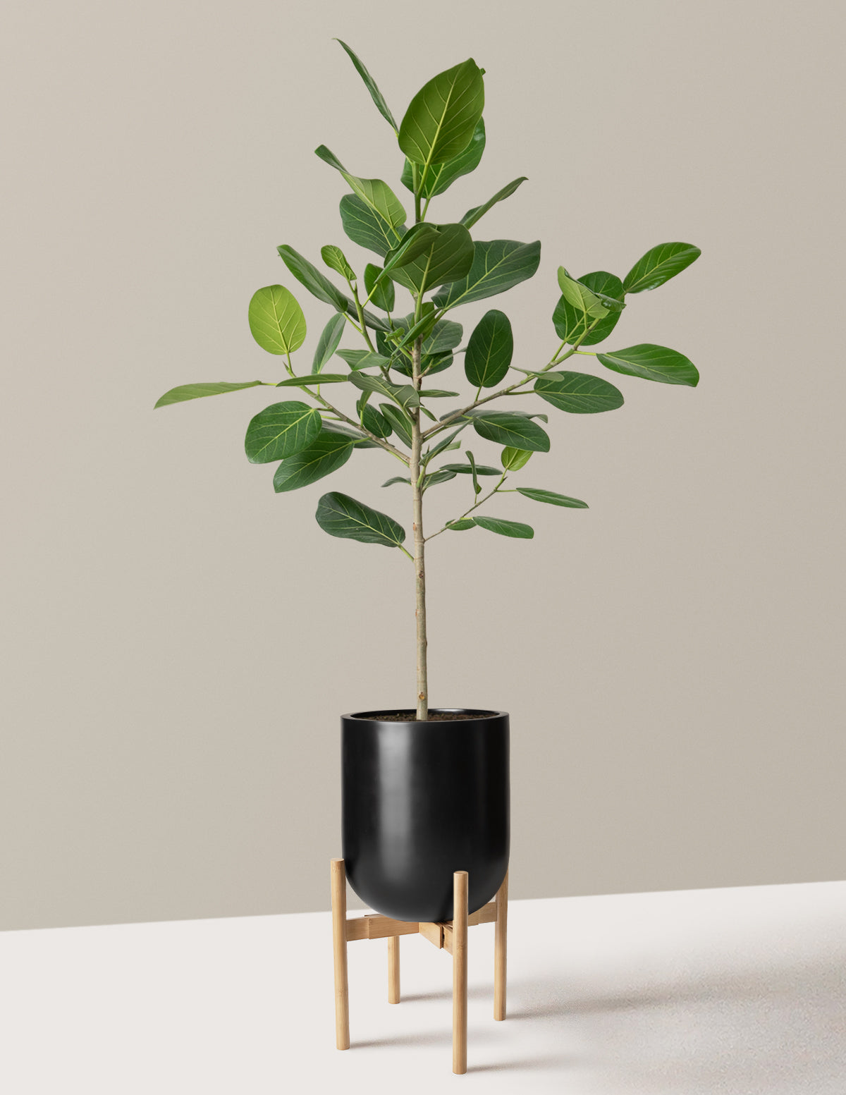 Ficus Audrey Ağacı