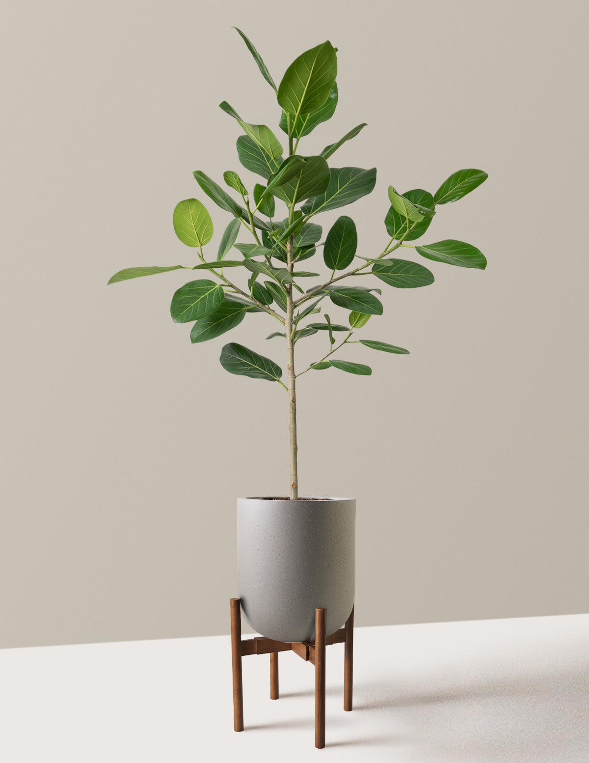 Ficus Audrey Ağacı