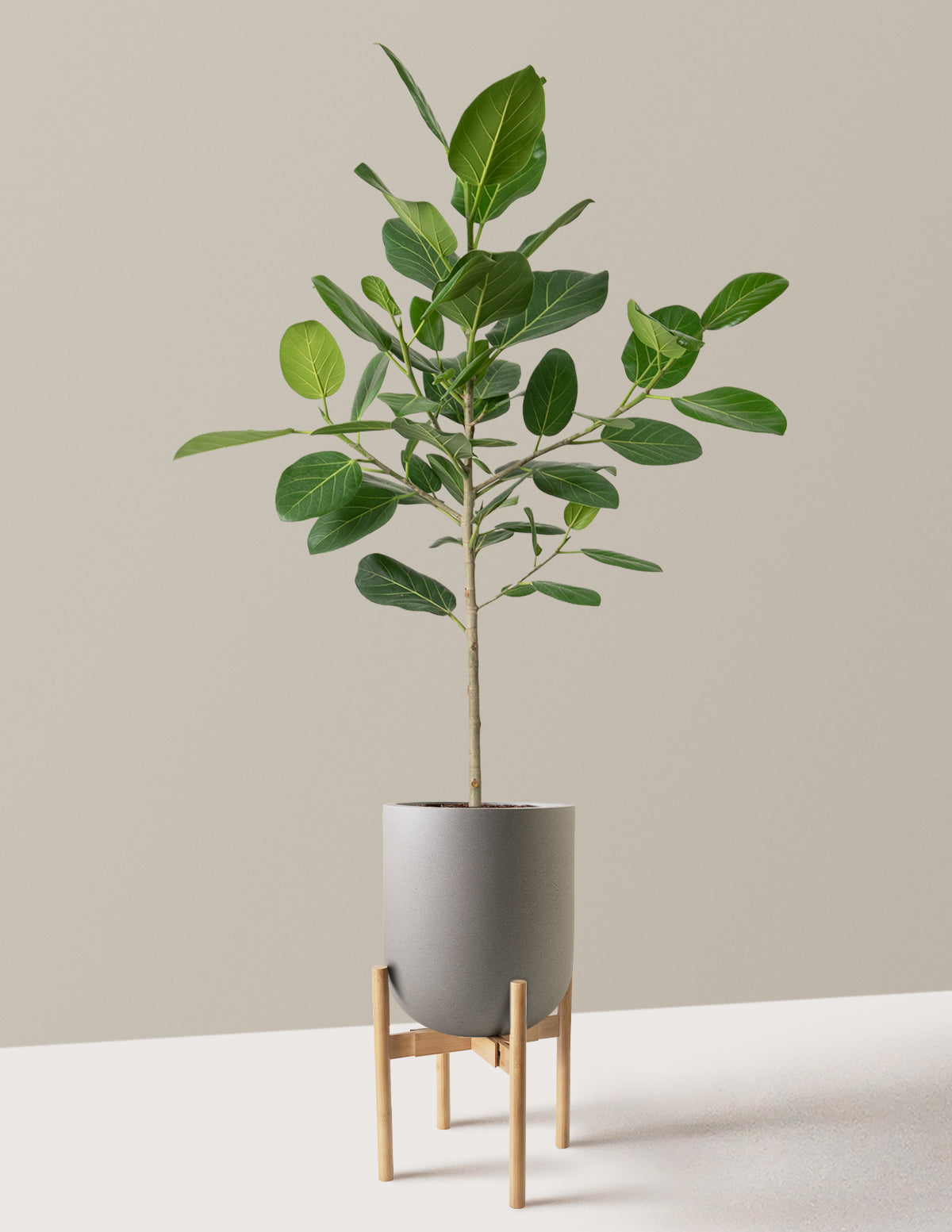 Ficus Audrey Ağacı