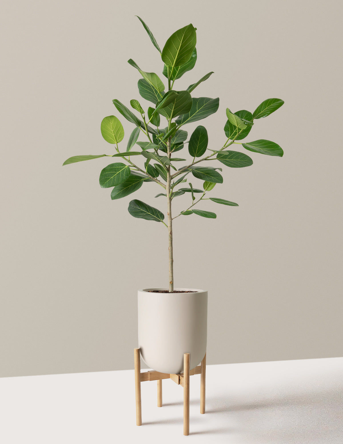 Ficus Audrey Ağacı