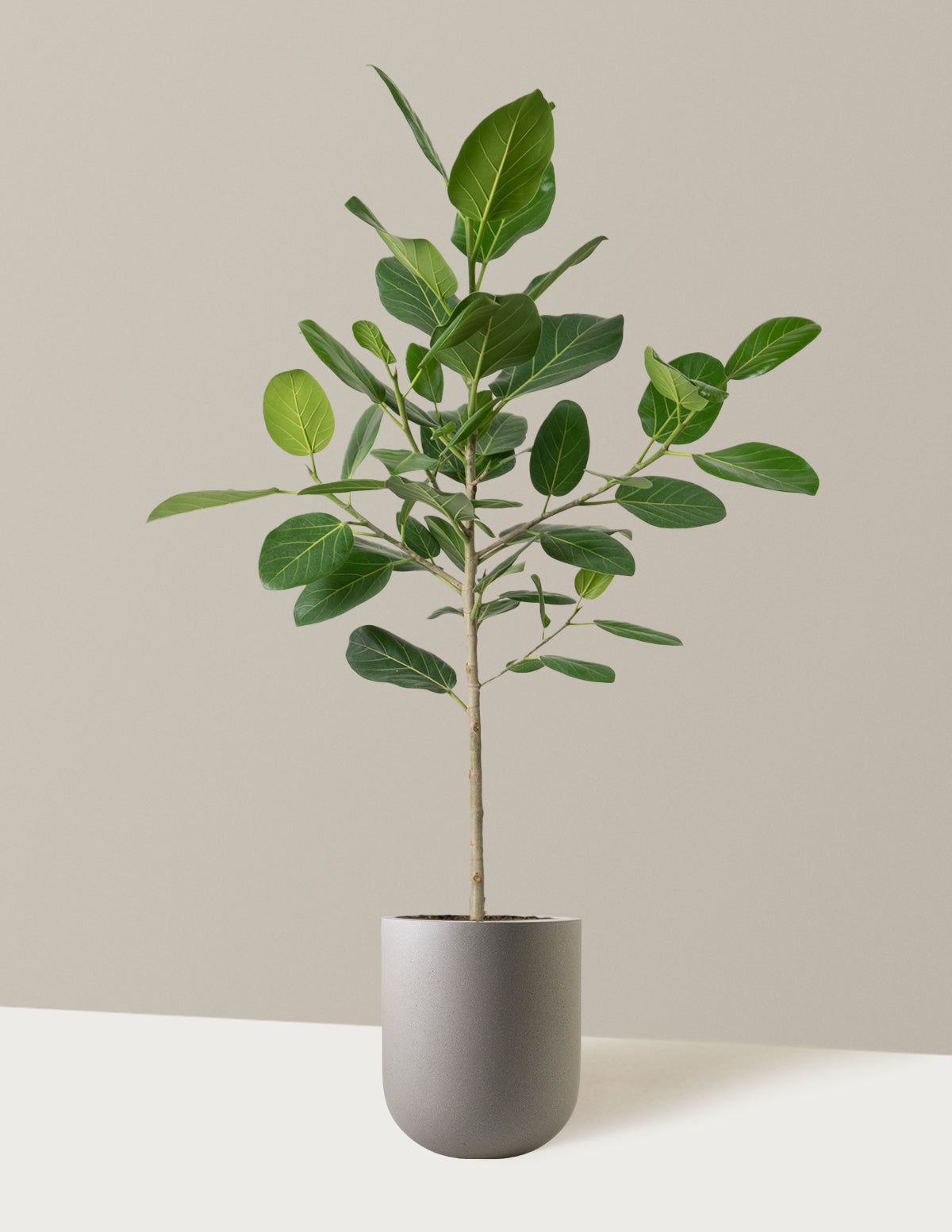 Ficus Audrey Ağacı
