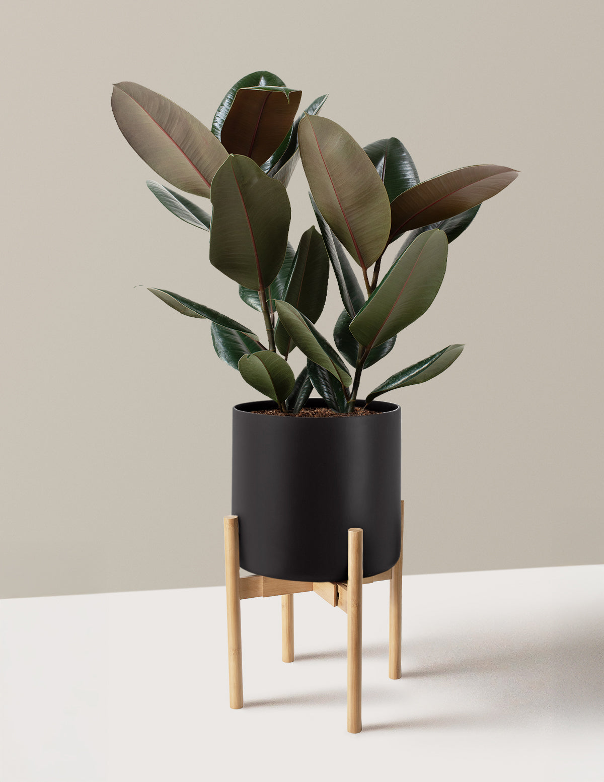 Ficus Burgundy Kauçuk Bitkisi