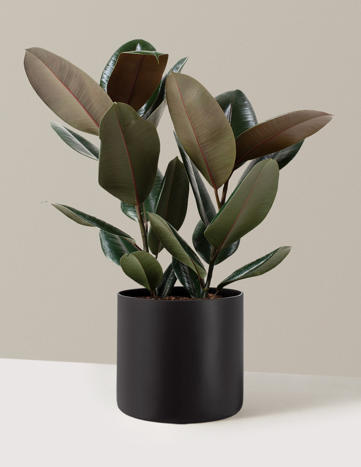 Ficus Burgundy Kauçuk Bitkisi