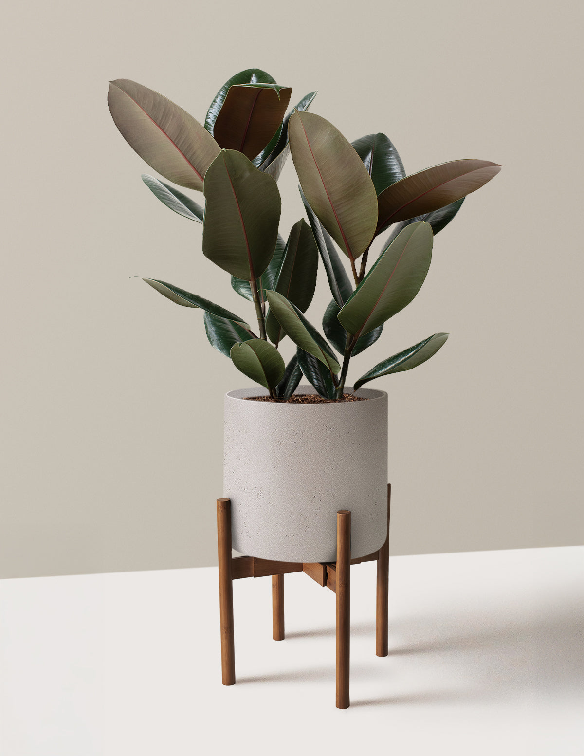 Ficus Burgundy Kauçuk Bitkisi