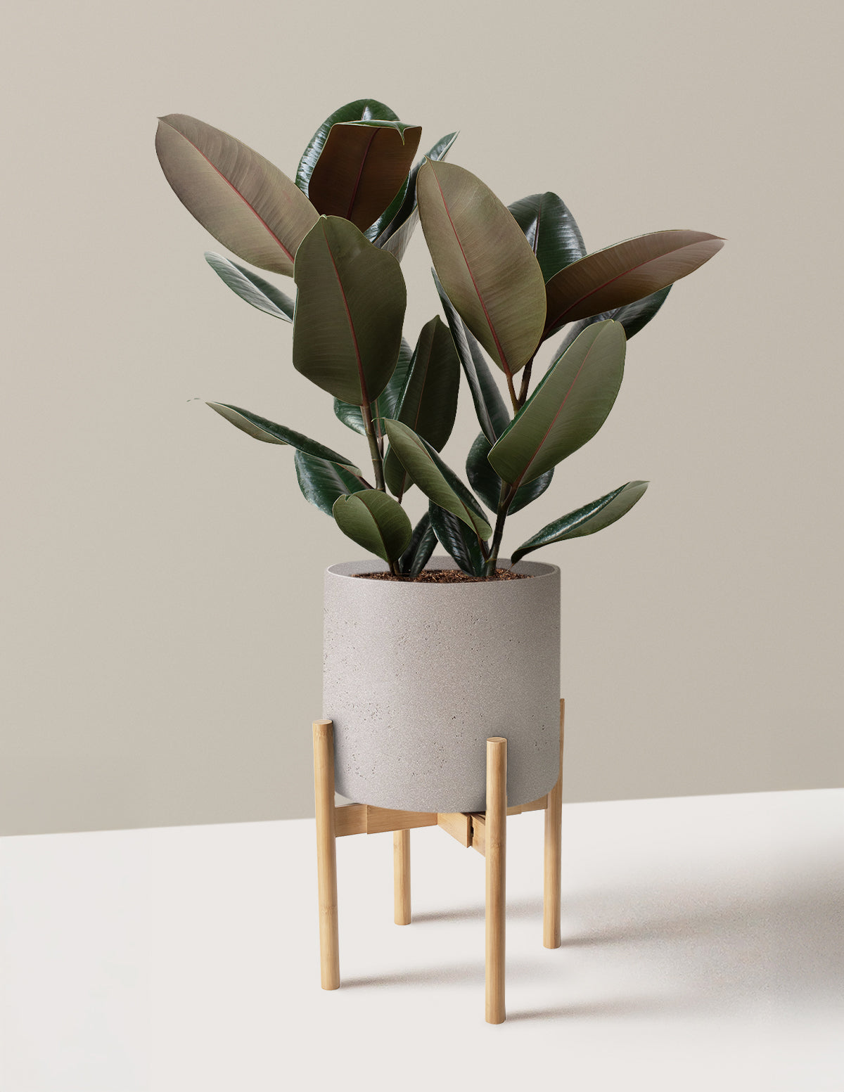 Ficus Burgundy Kauçuk Bitkisi