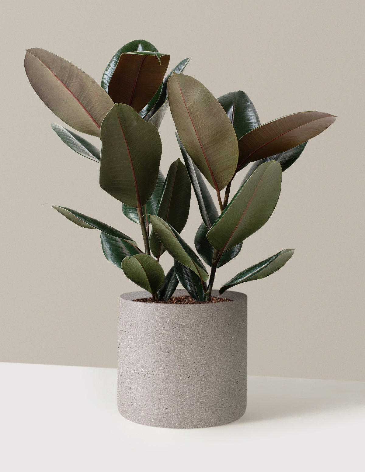 Ficus Burgundy Kauçuk Bitkisi