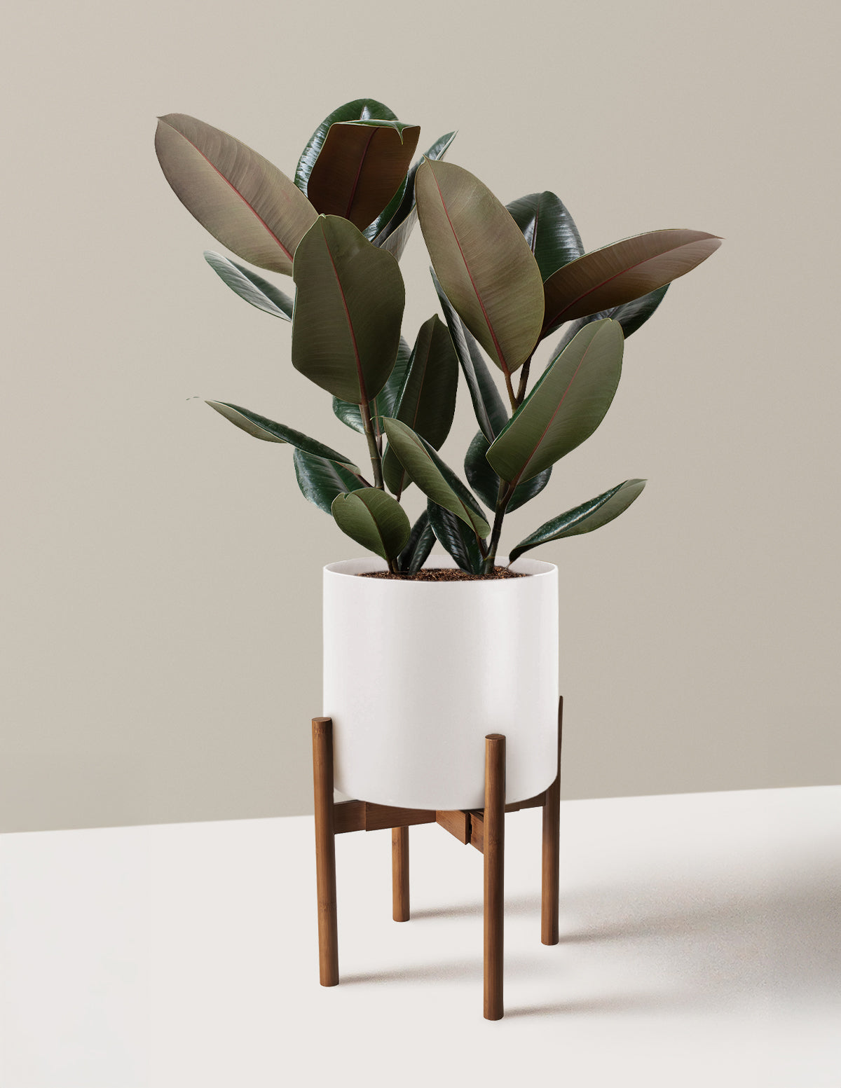 Ficus Burgundy Kauçuk Bitkisi