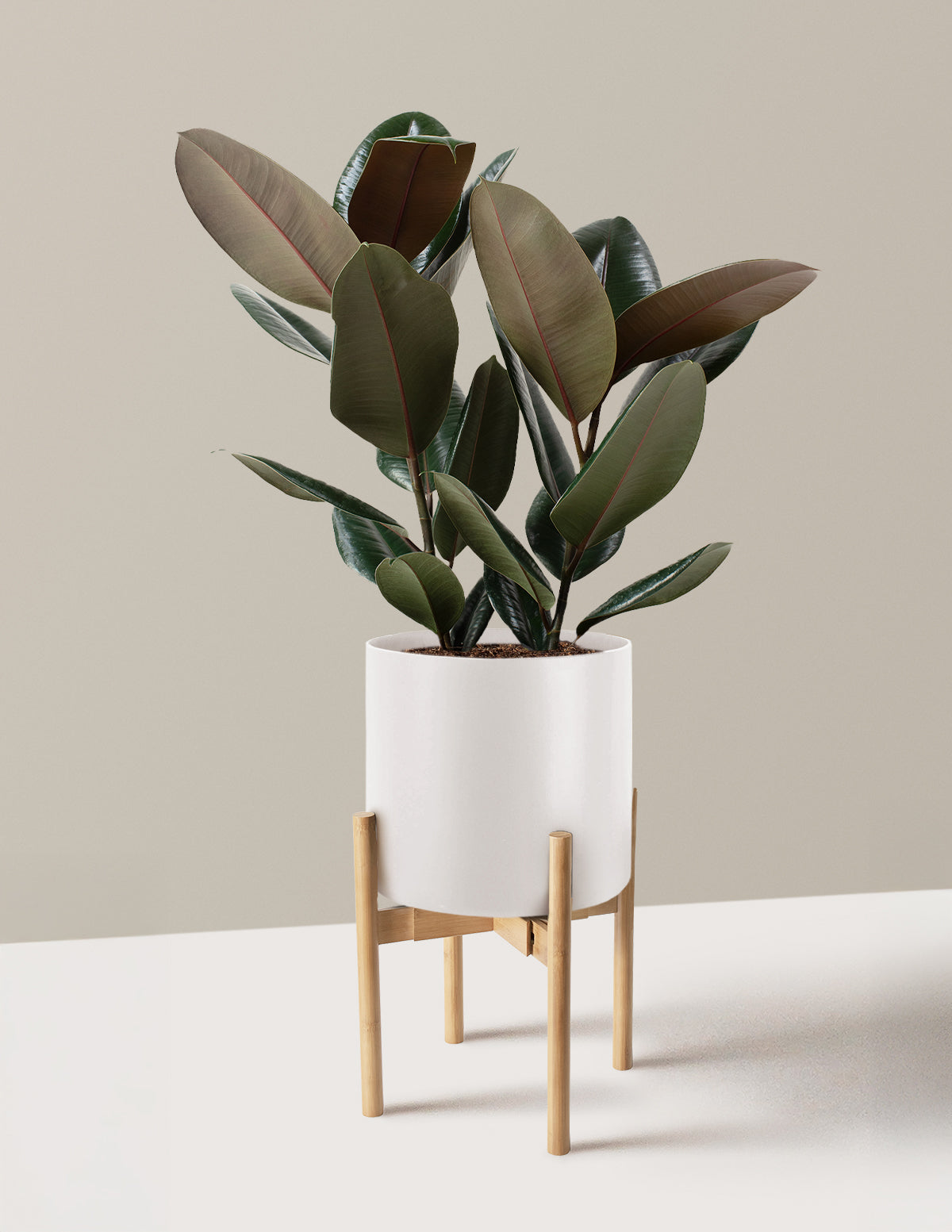 Ficus Burgundy Kauçuk Bitkisi
