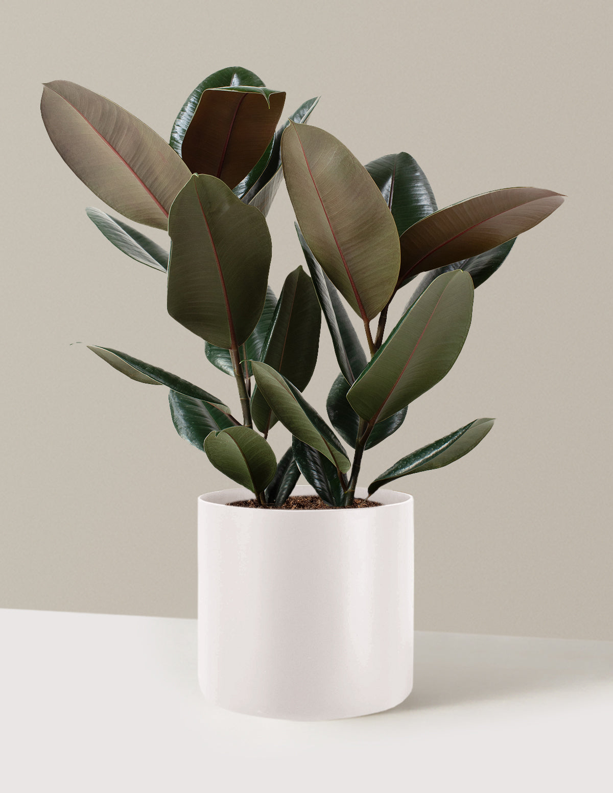 Ficus Burgundy Kauçuk Bitkisi