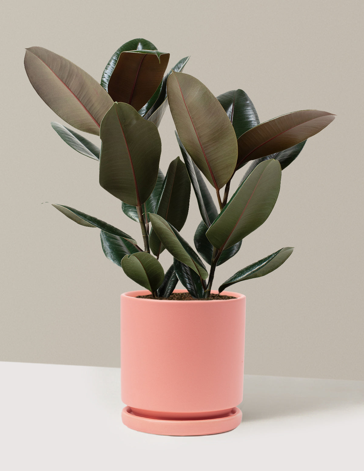 Ficus Burgundy Kauçuk Bitkisi