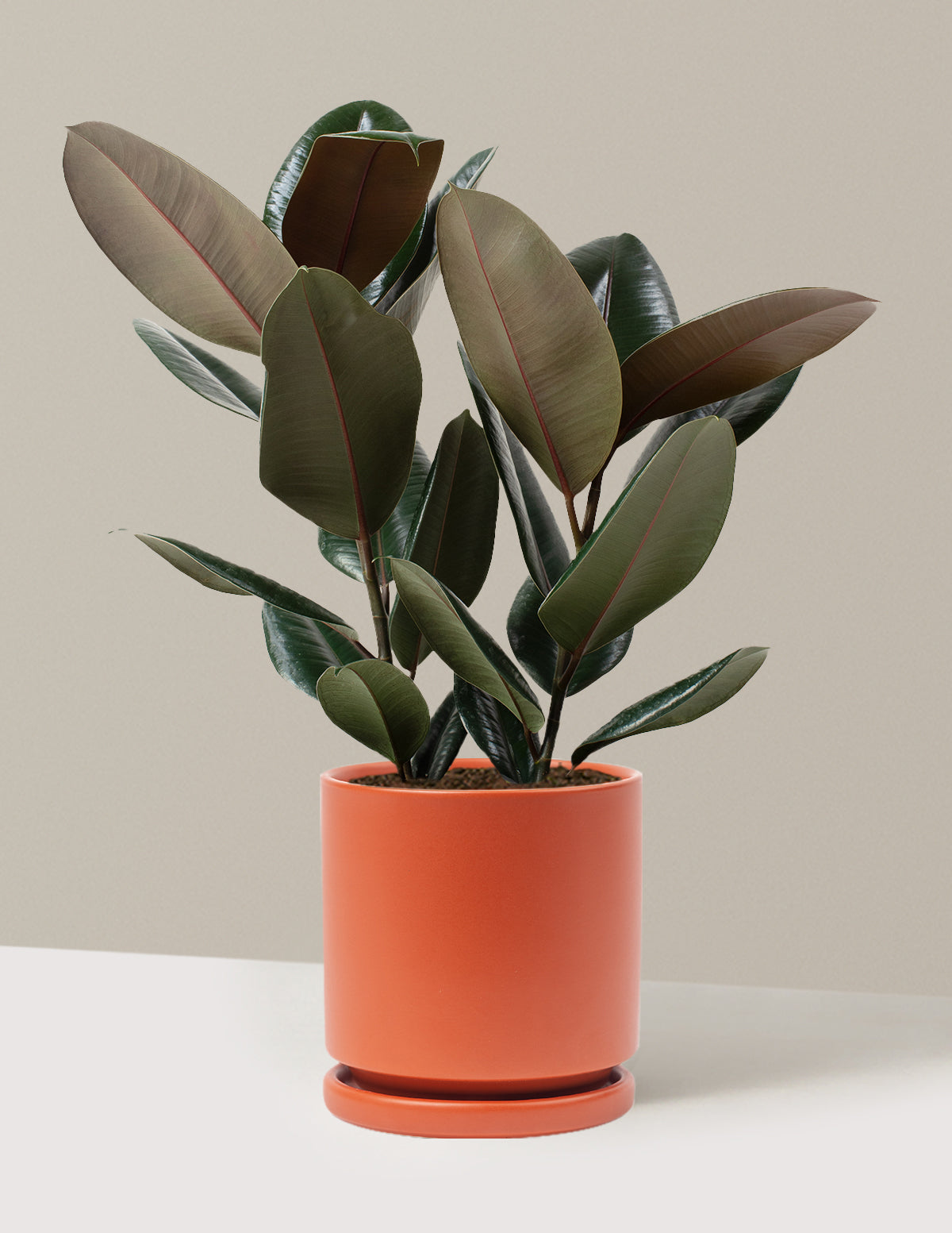 Ficus Burgundy Kauçuk Bitkisi