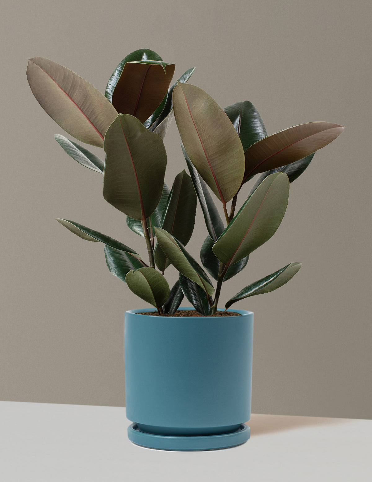 Ficus Burgundy Kauçuk Bitkisi