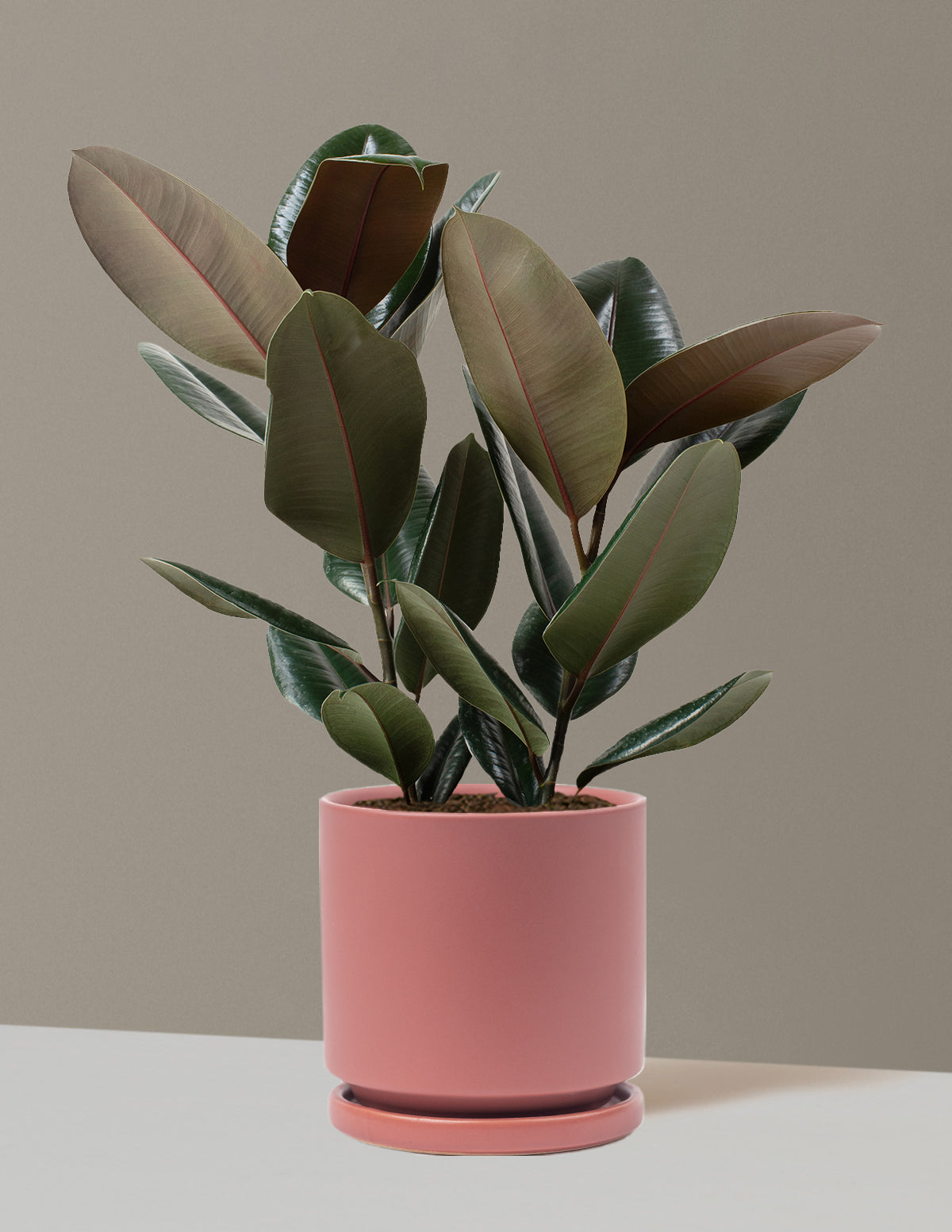 Ficus Burgundy Kauçuk Bitkisi