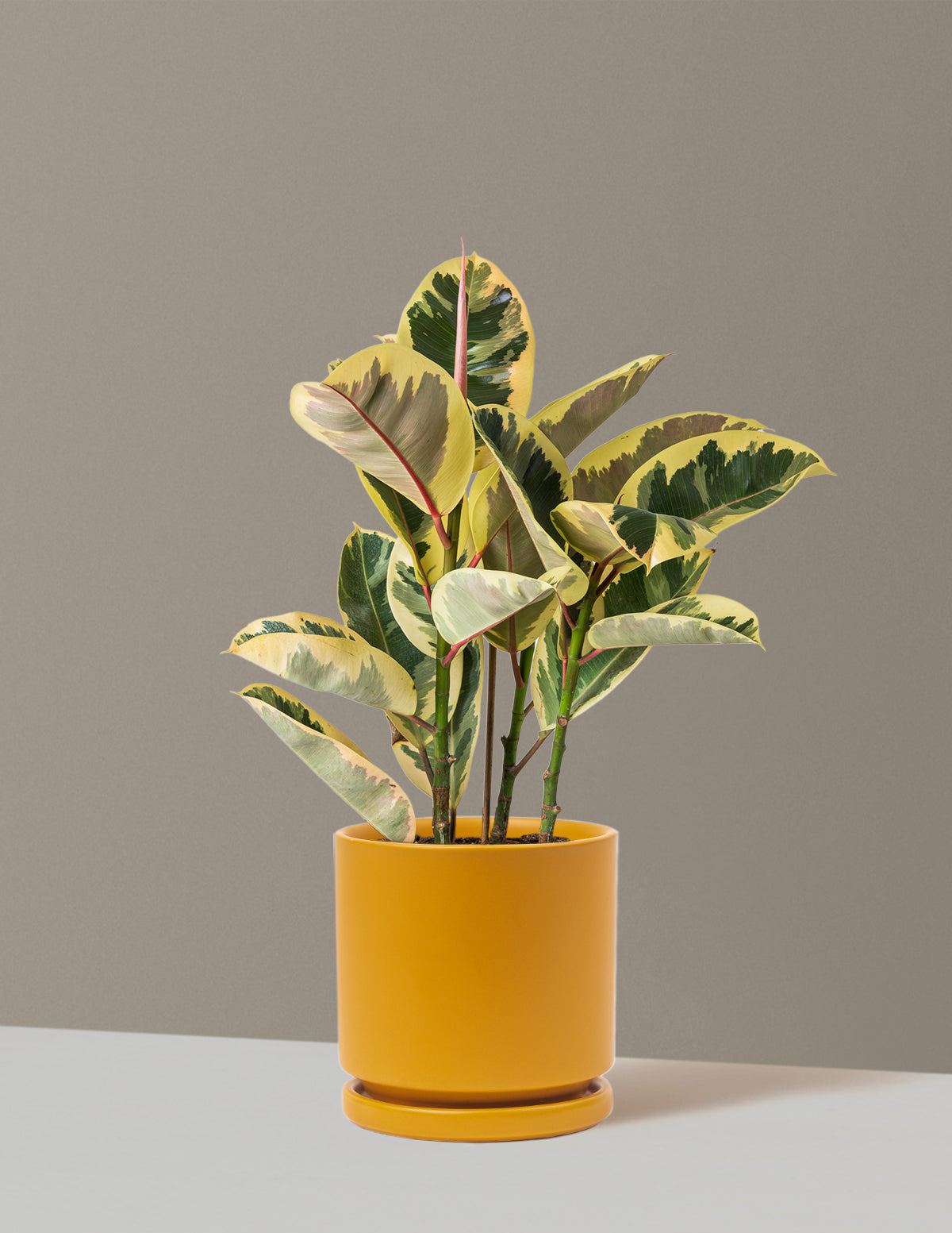 Ficus Tineke Bush