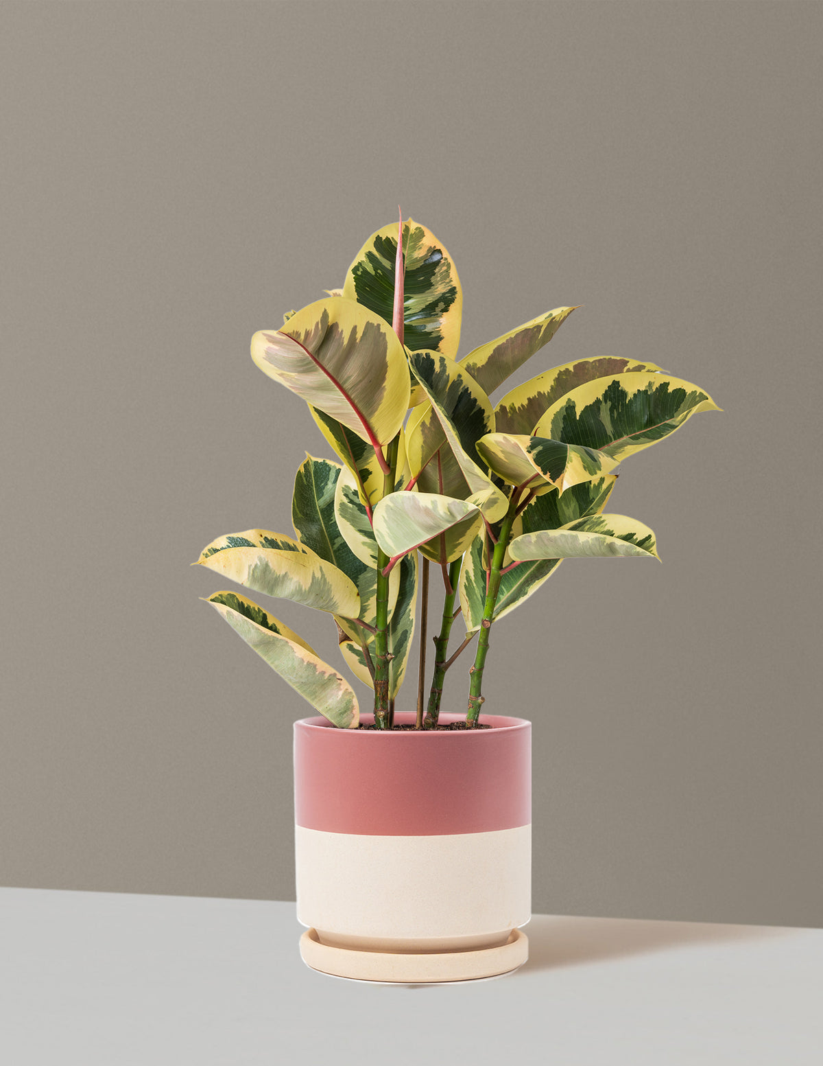 Ficus Tineke Bush