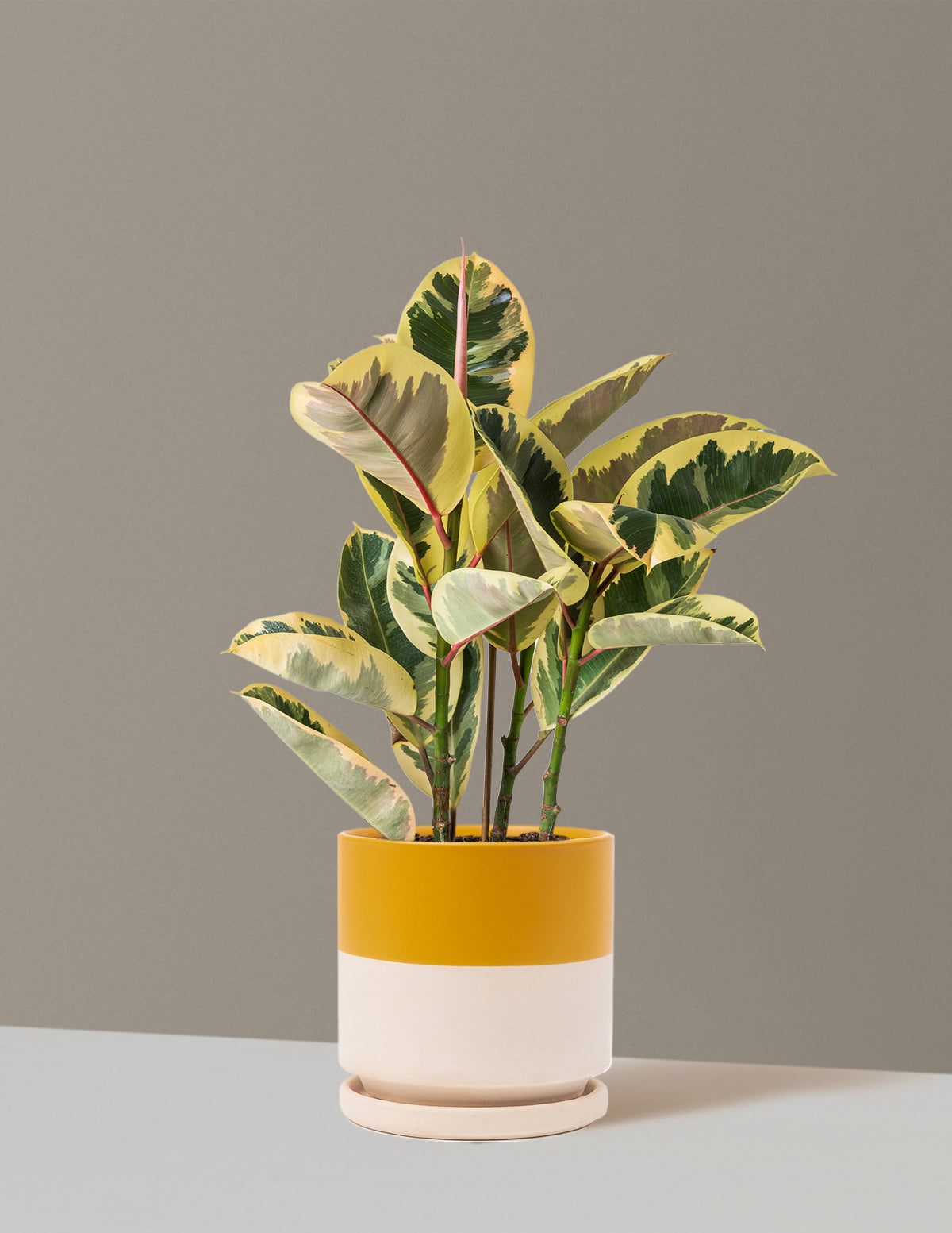 Ficus Tineke Bush