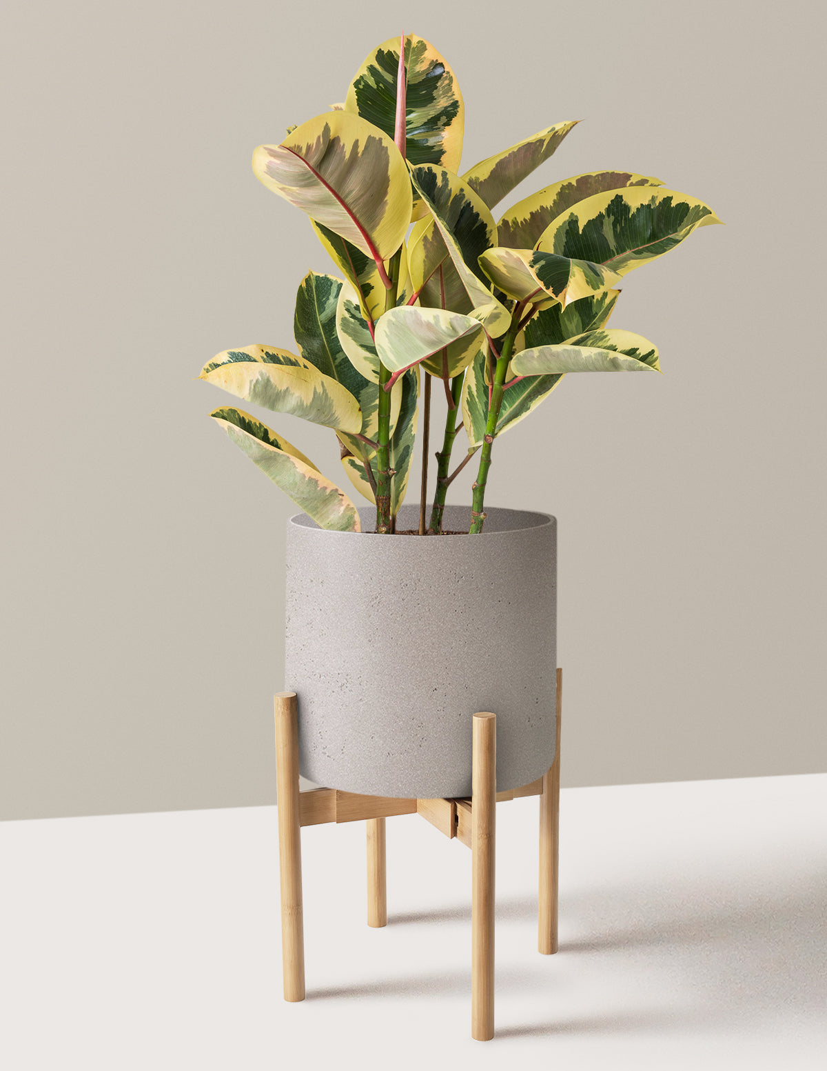 Ficus Tineke Bush