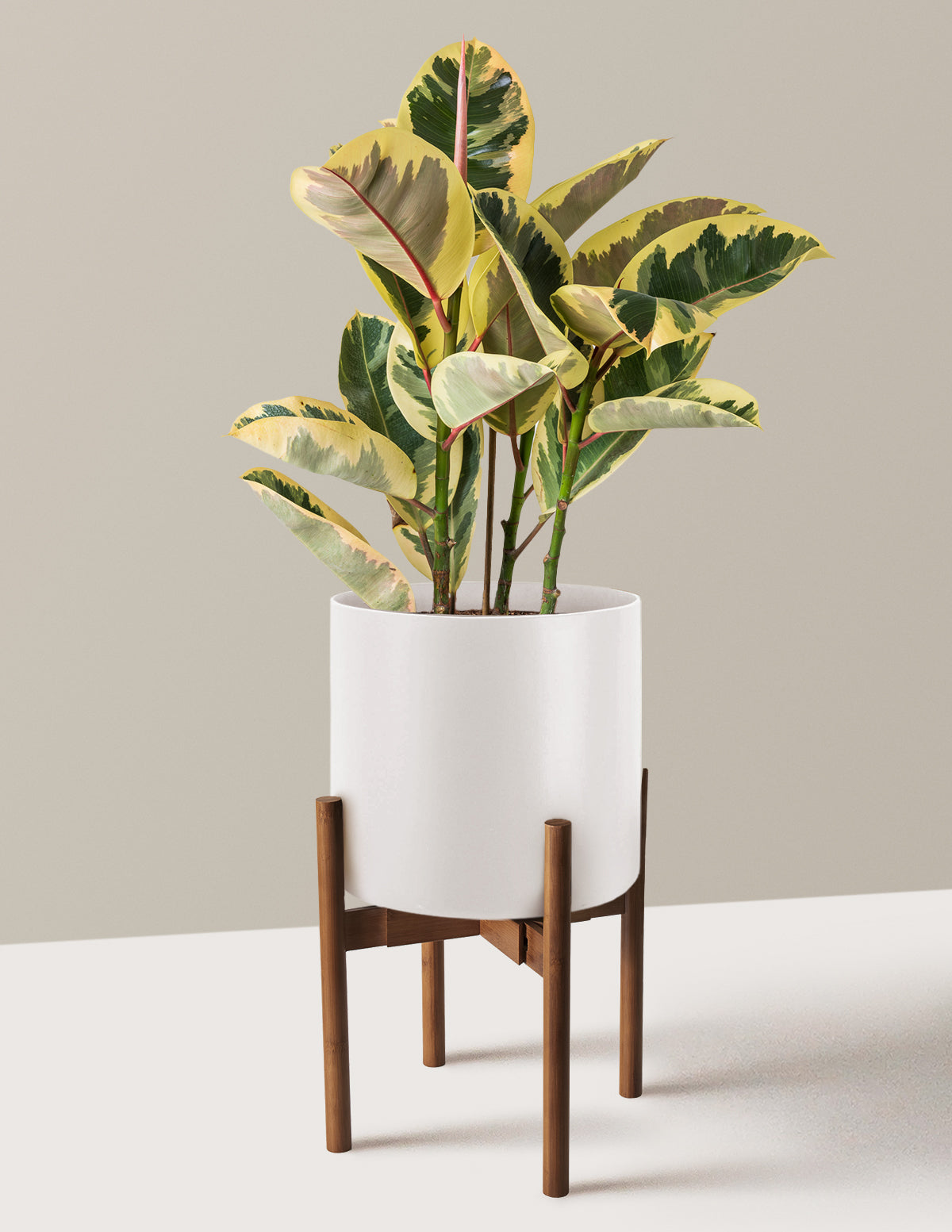 Ficus Tineke Bush