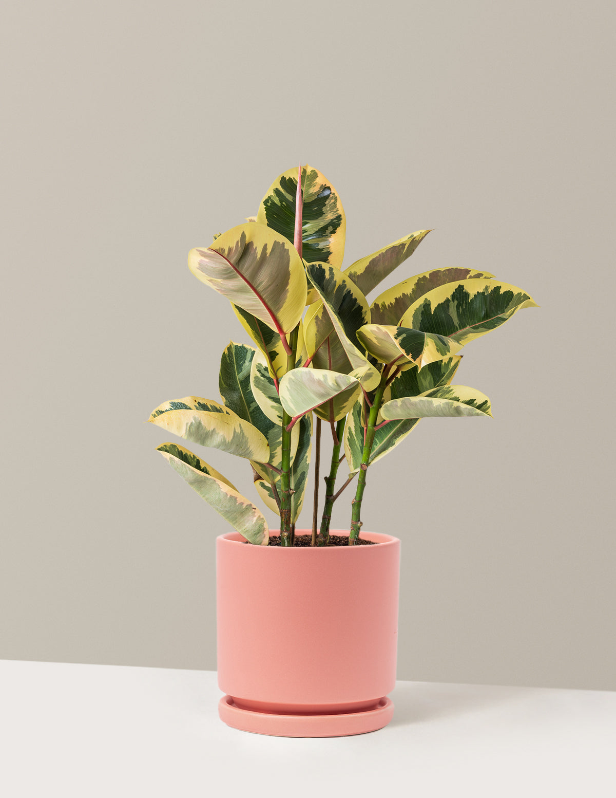 Ficus Tineke Bush