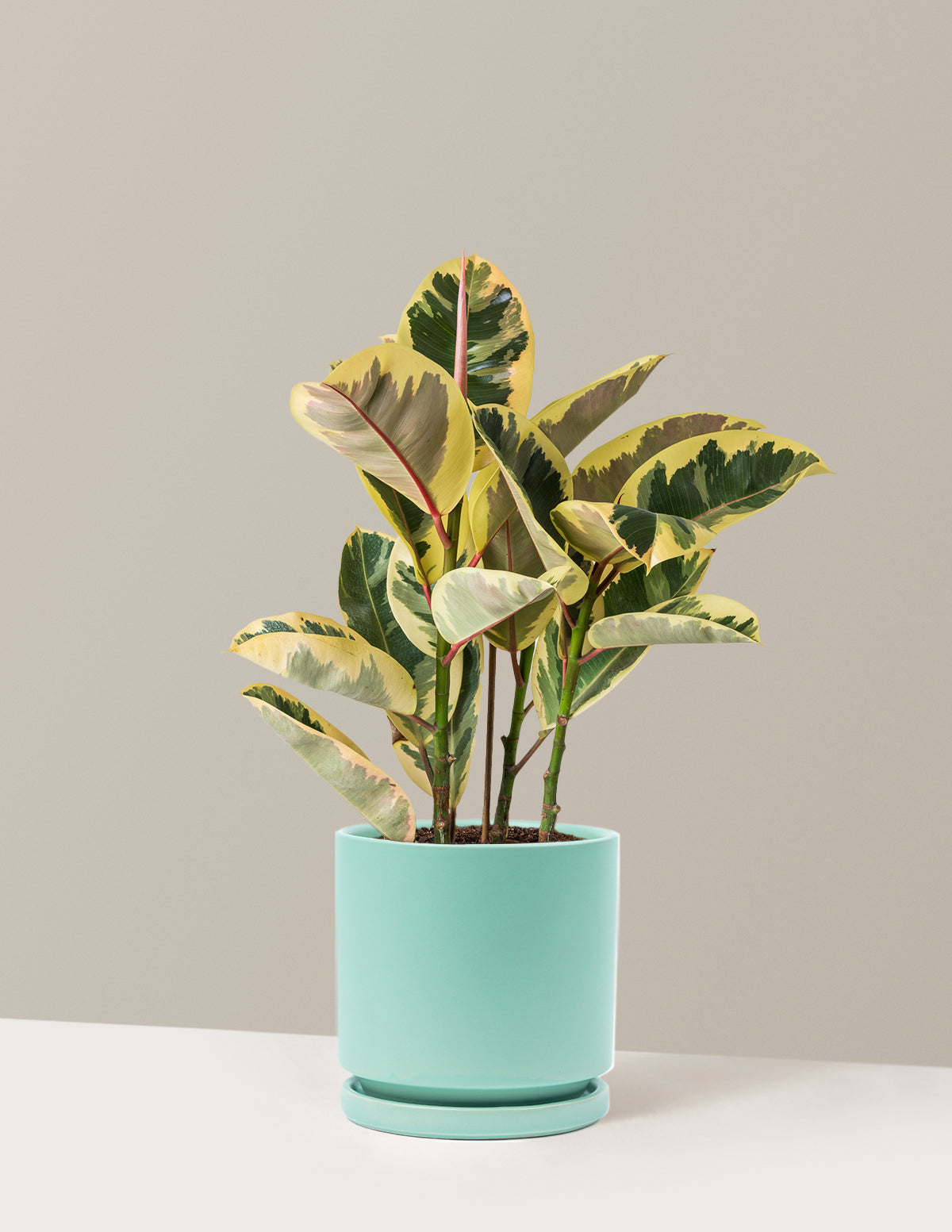 Ficus Tineke Bush