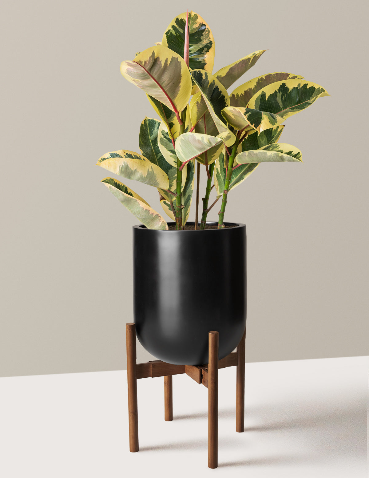Ficus Tineke Bush