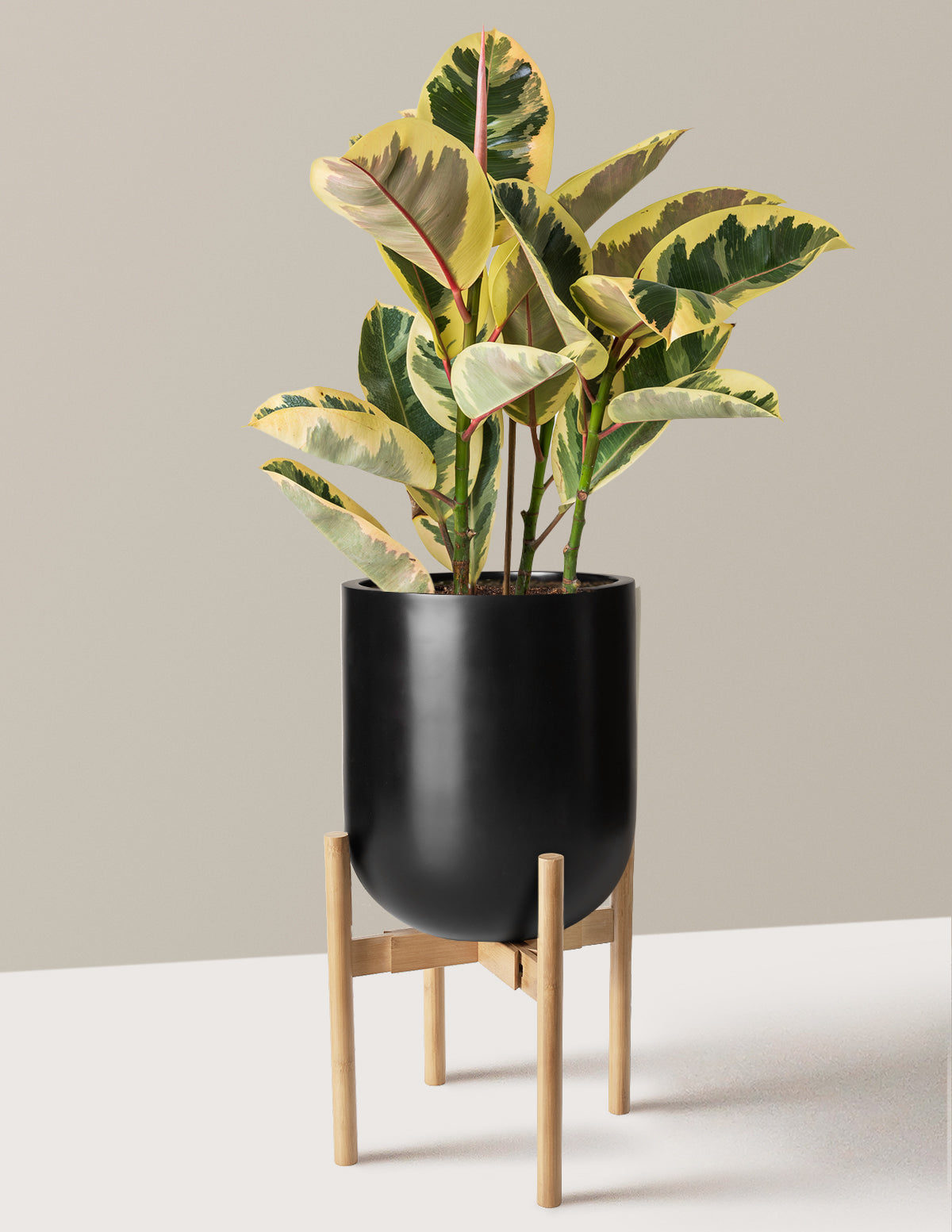 Ficus Tineke Bush