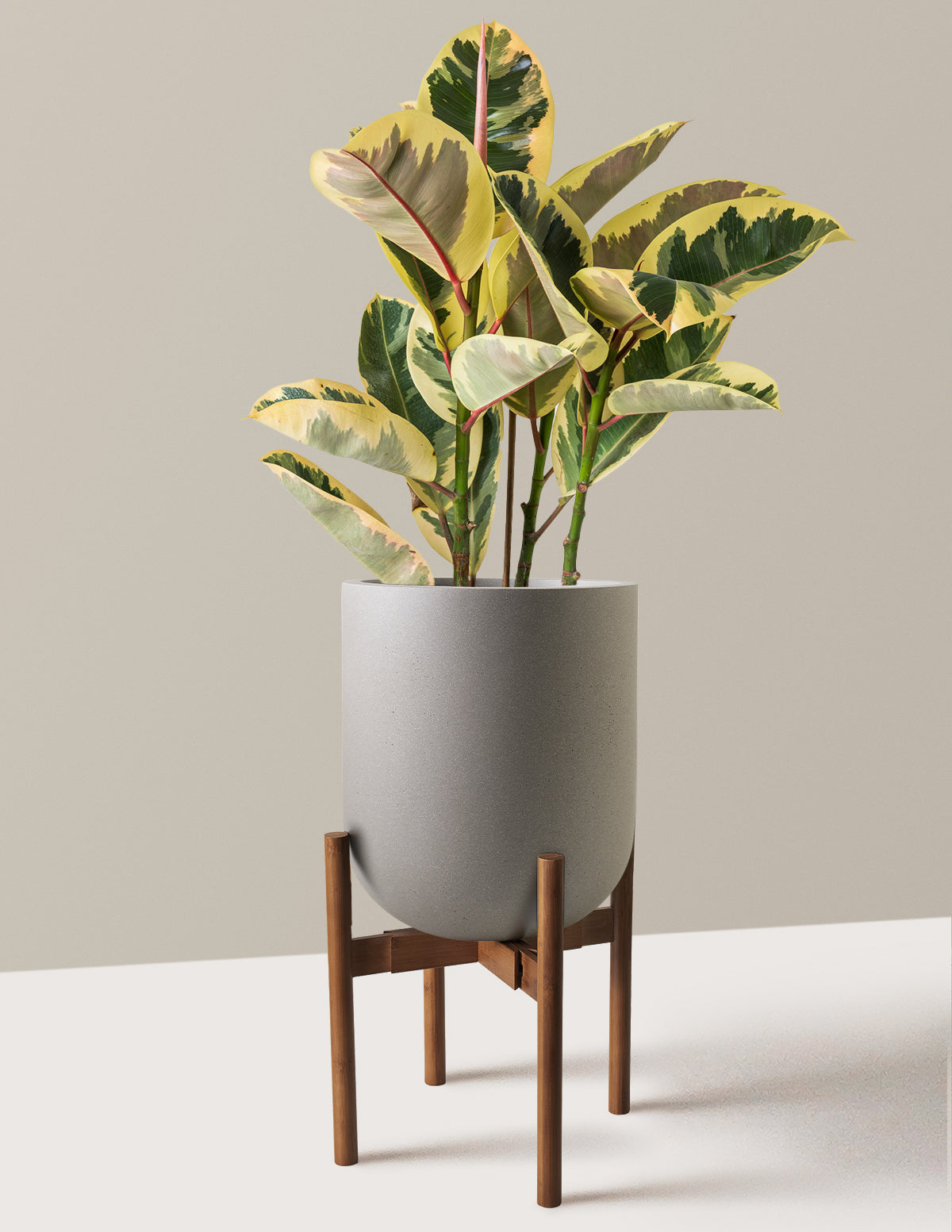 Ficus Tineke Bush