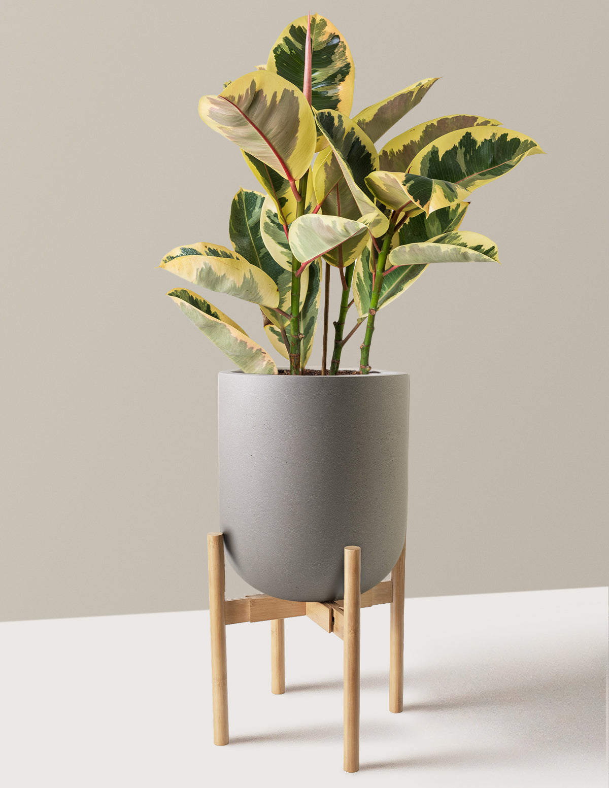 Ficus Tineke Bush
