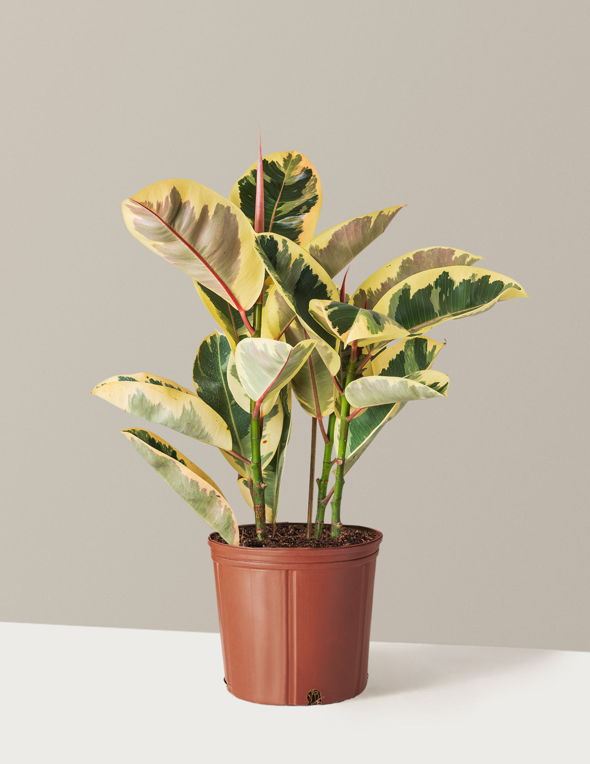 Ficus Tineke Bush