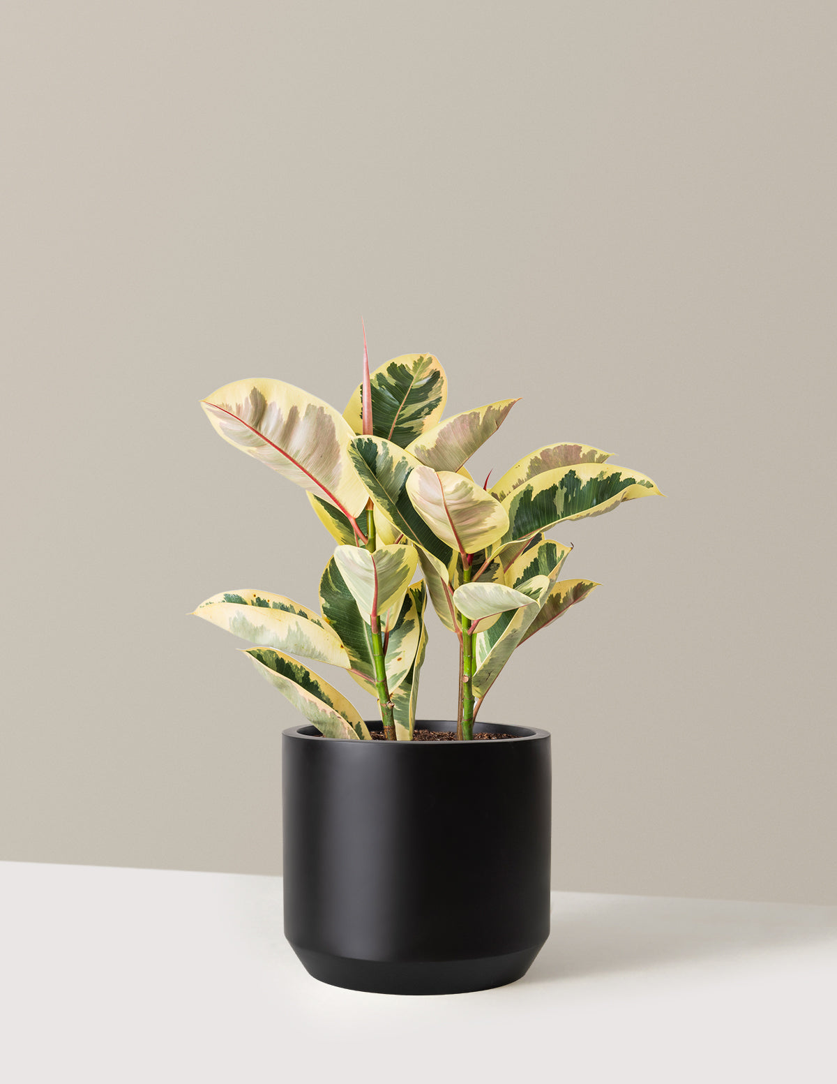 Ficus Tineke Bush
