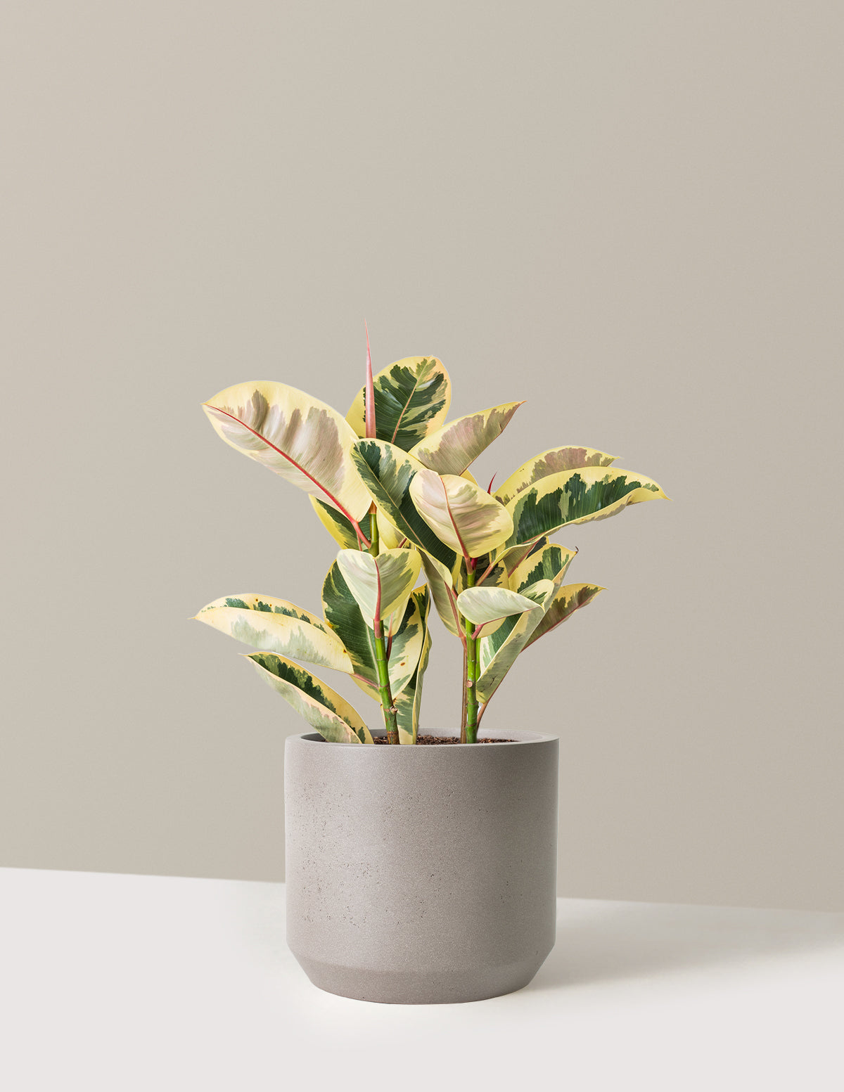 Ficus Tineke Bush