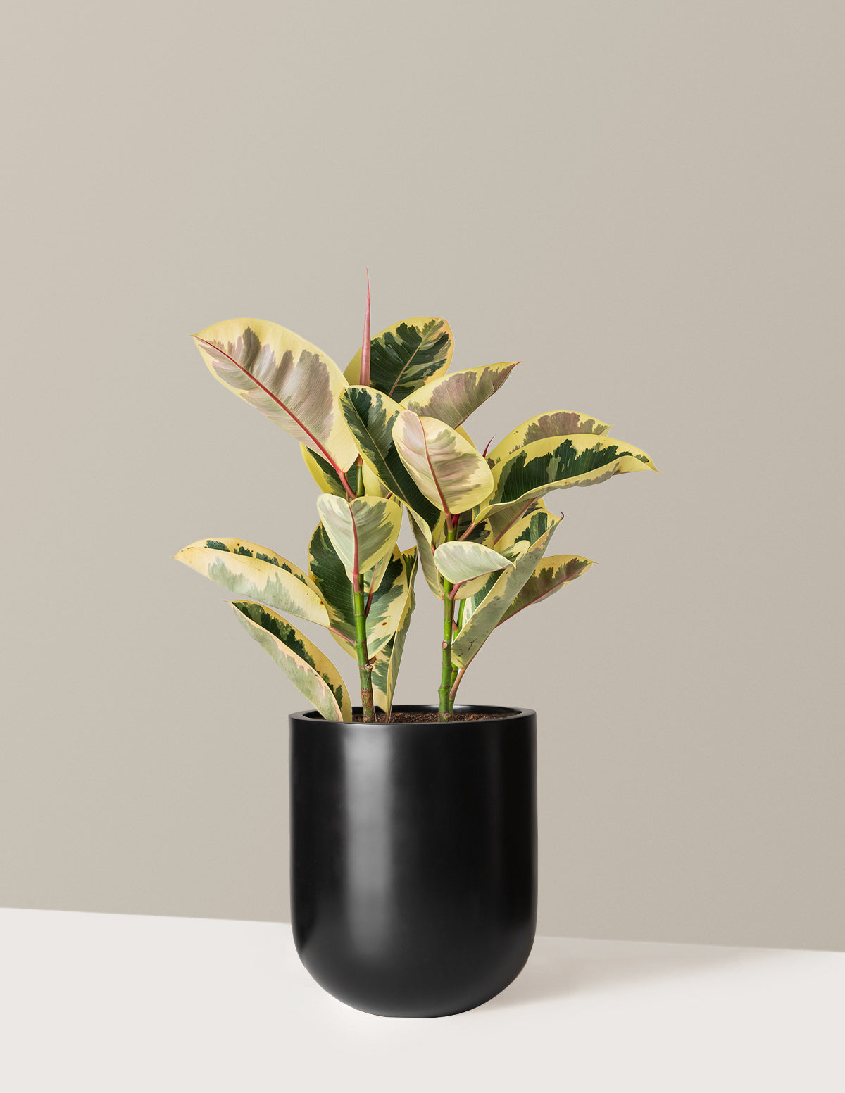 Ficus Tineke Bush