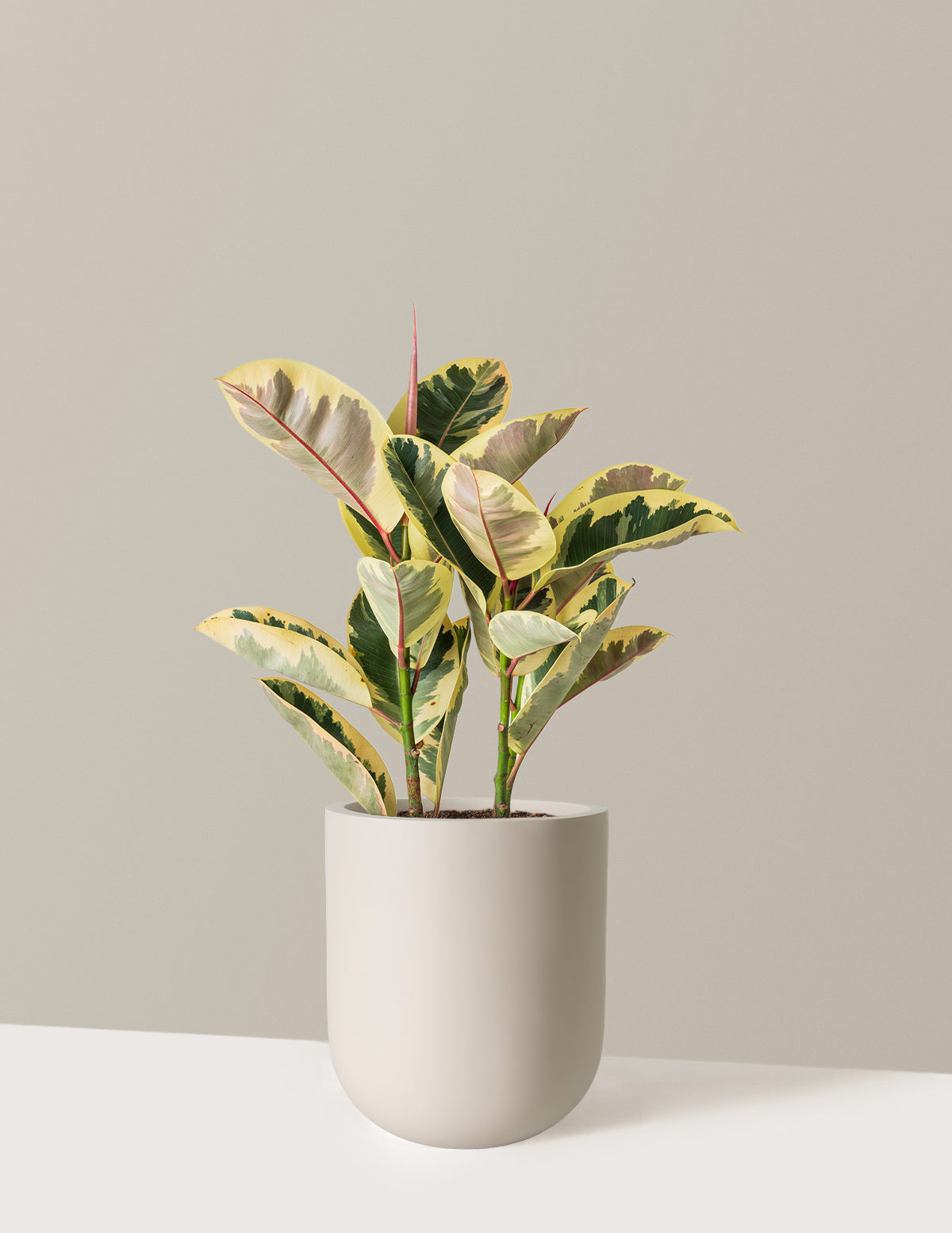 Ficus Tineke Bush