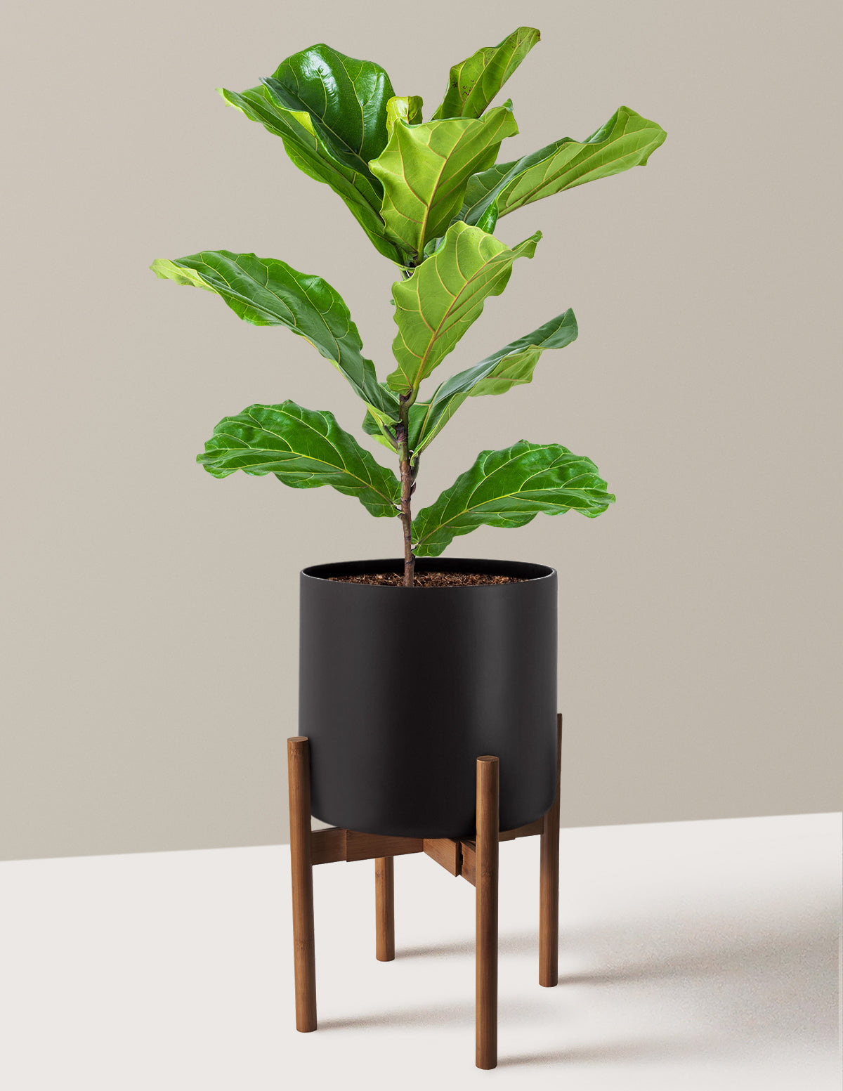 Deve Tabanı Fiddle Leaf Fig Bush