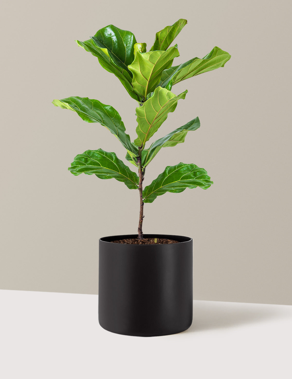 Deve Tabanı Fiddle Leaf Fig Bush