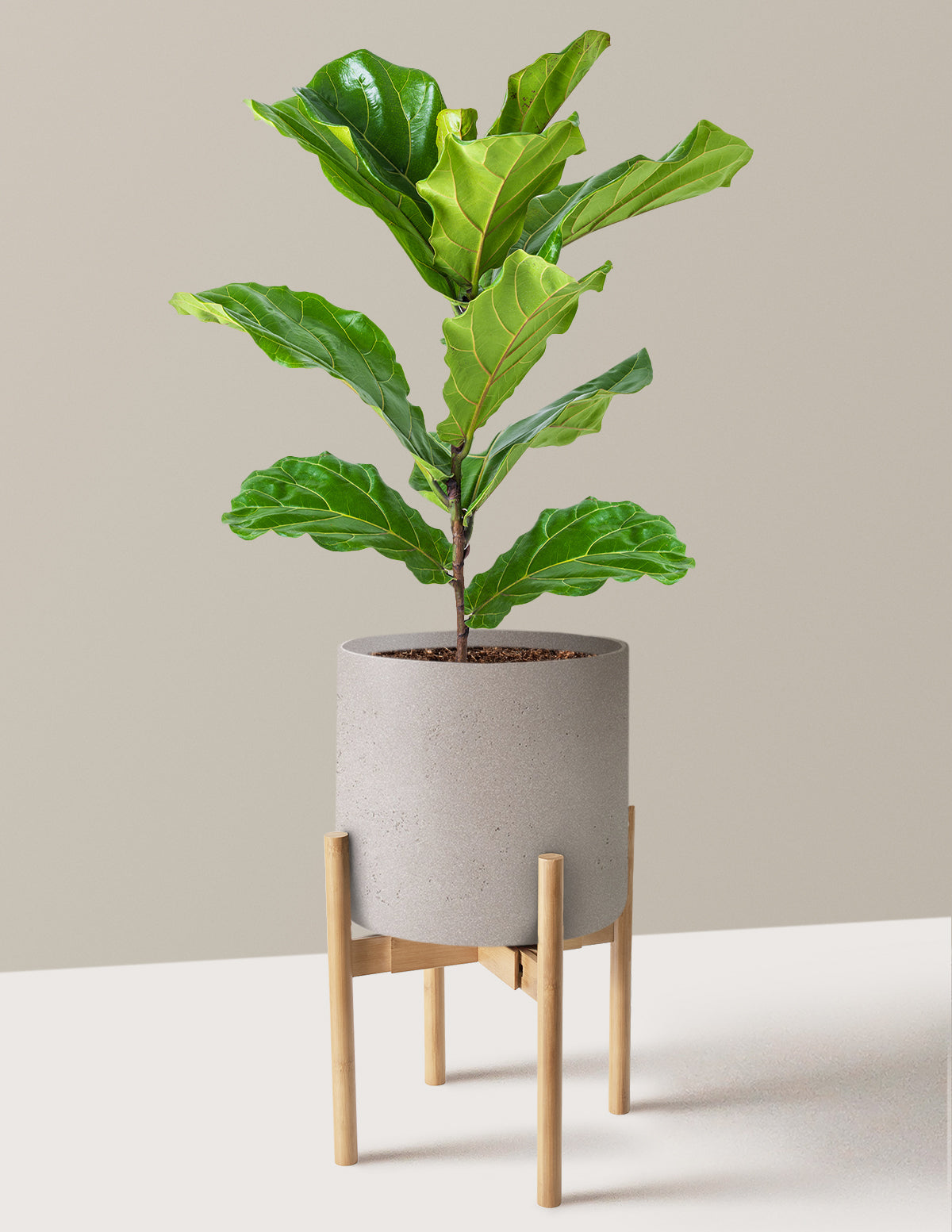 Deve Tabanı Fiddle Leaf Fig Bush
