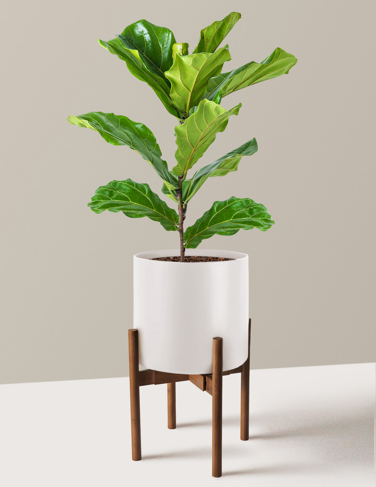 Deve Tabanı Fiddle Leaf Fig Bush