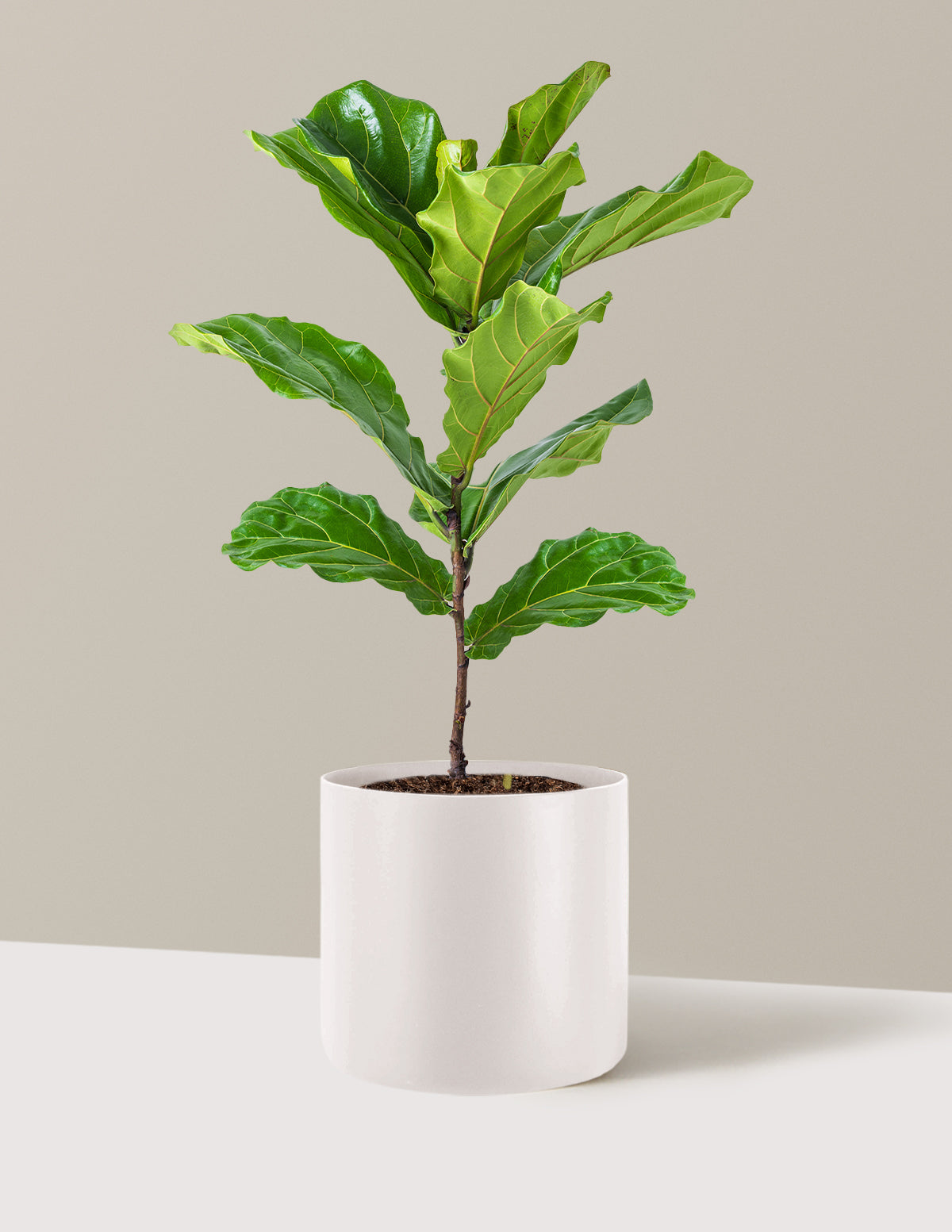 Deve Tabanı Fiddle Leaf Fig Bush