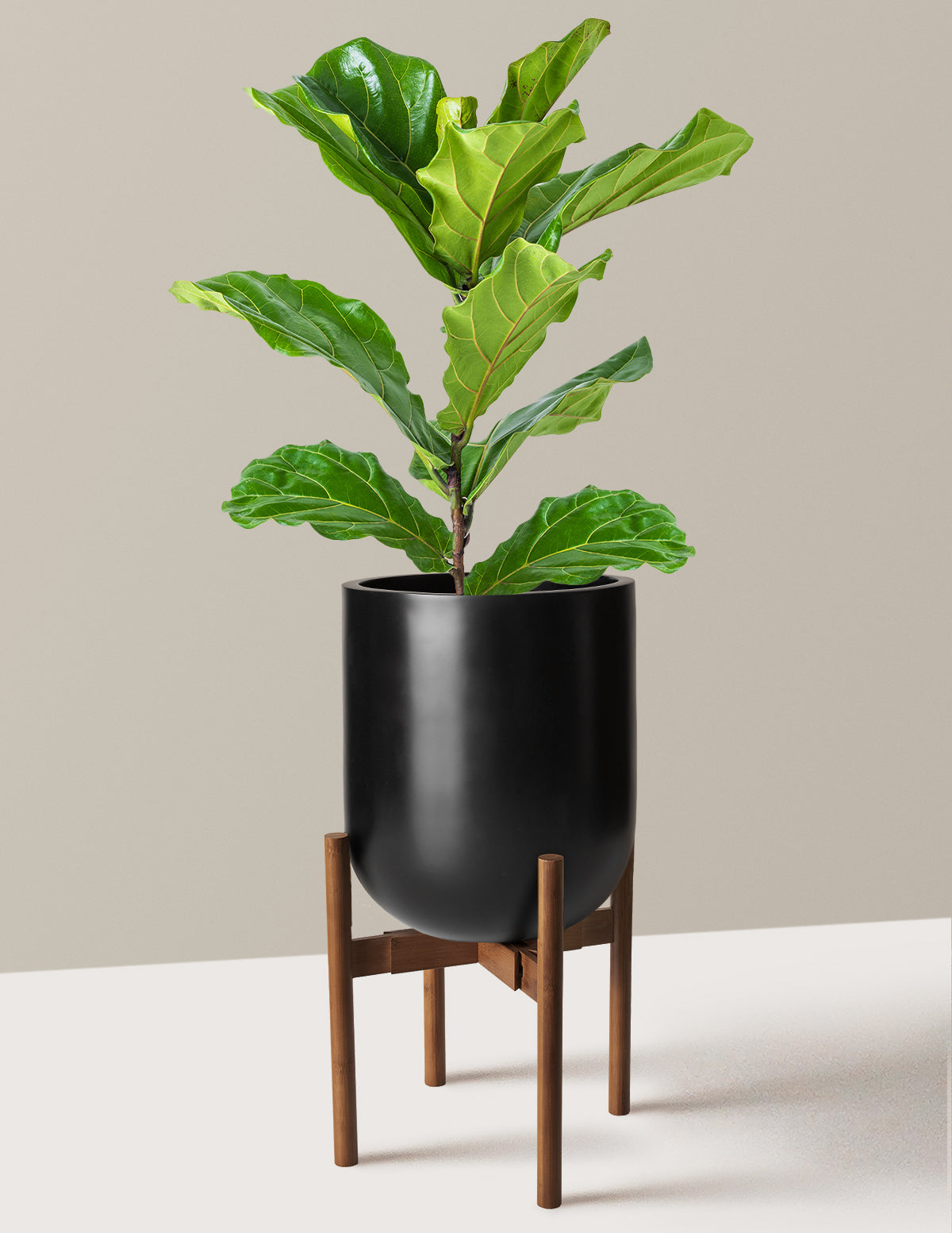 Deve Tabanı Fiddle Leaf Fig Bush