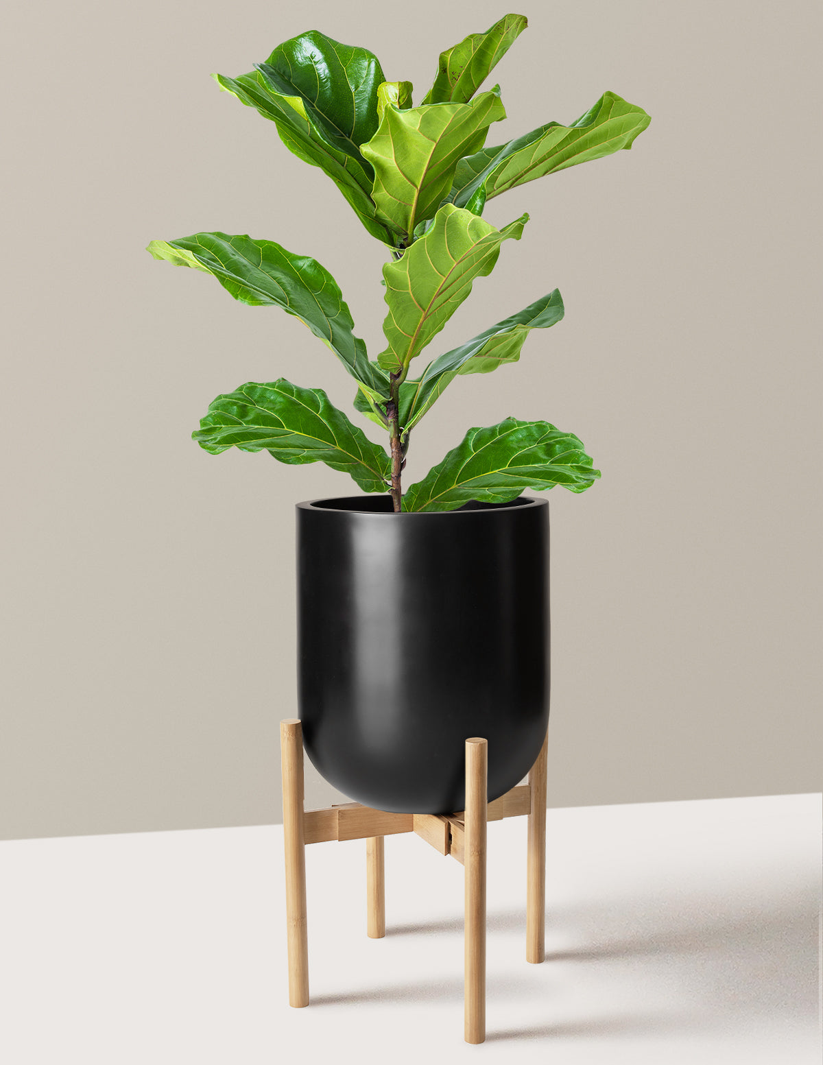 Deve Tabanı Fiddle Leaf Fig Bush