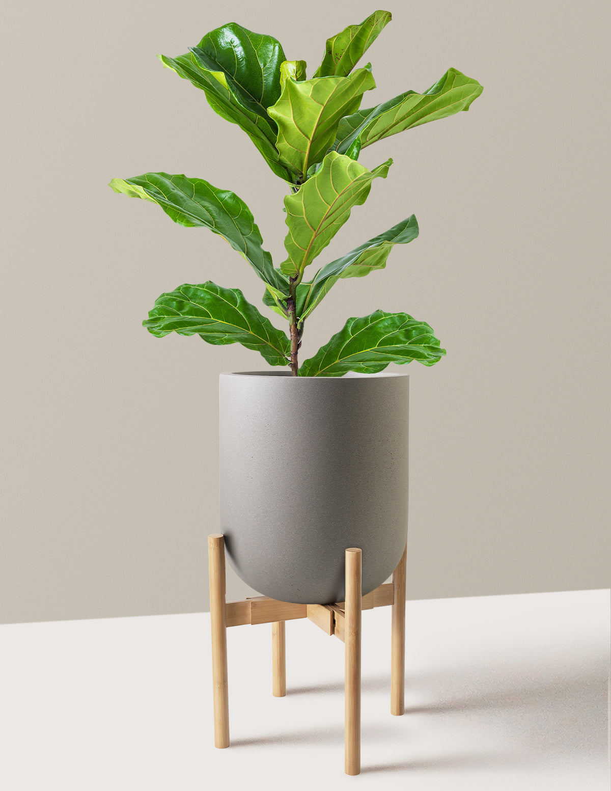 Deve Tabanı Fiddle Leaf Fig Bush