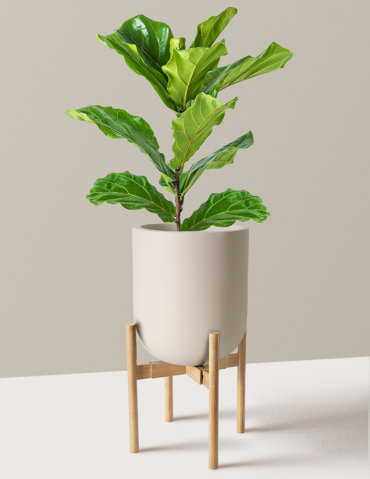 Deve Tabanı Fiddle Leaf Fig Bush