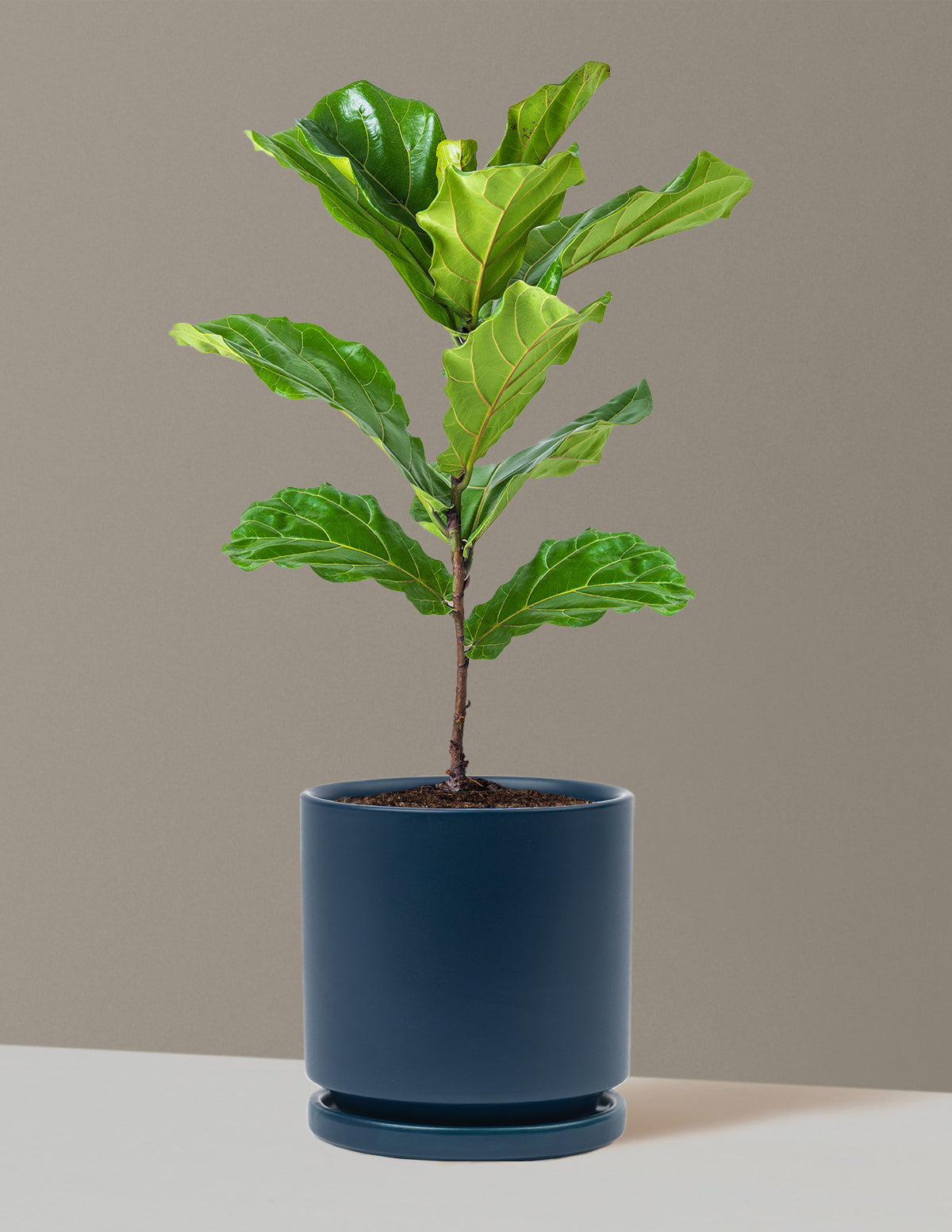 Deve Tabanı Fiddle Leaf Fig Bush