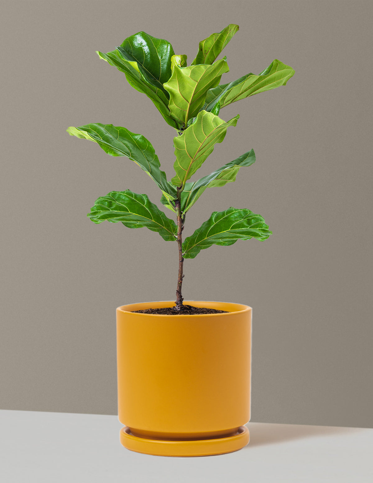 Deve Tabanı Fiddle Leaf Fig Bush