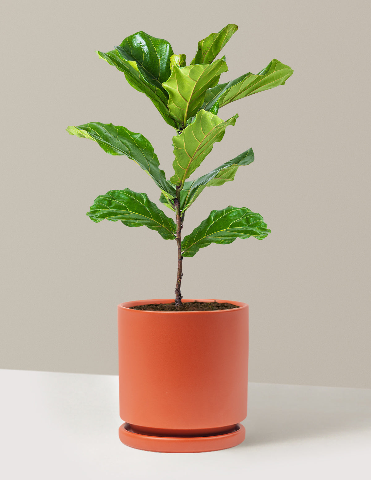 Deve Tabanı Fiddle Leaf Fig Bush