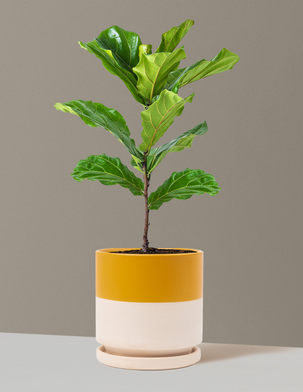 Deve Tabanı Fiddle Leaf Fig Bush