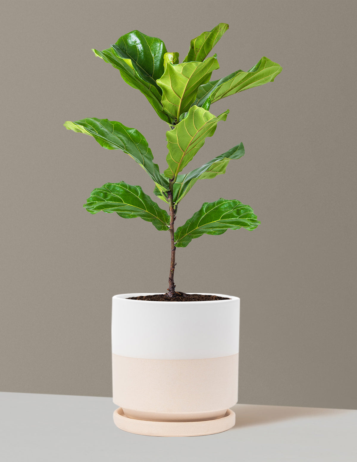 Deve Tabanı Fiddle Leaf Fig Bush