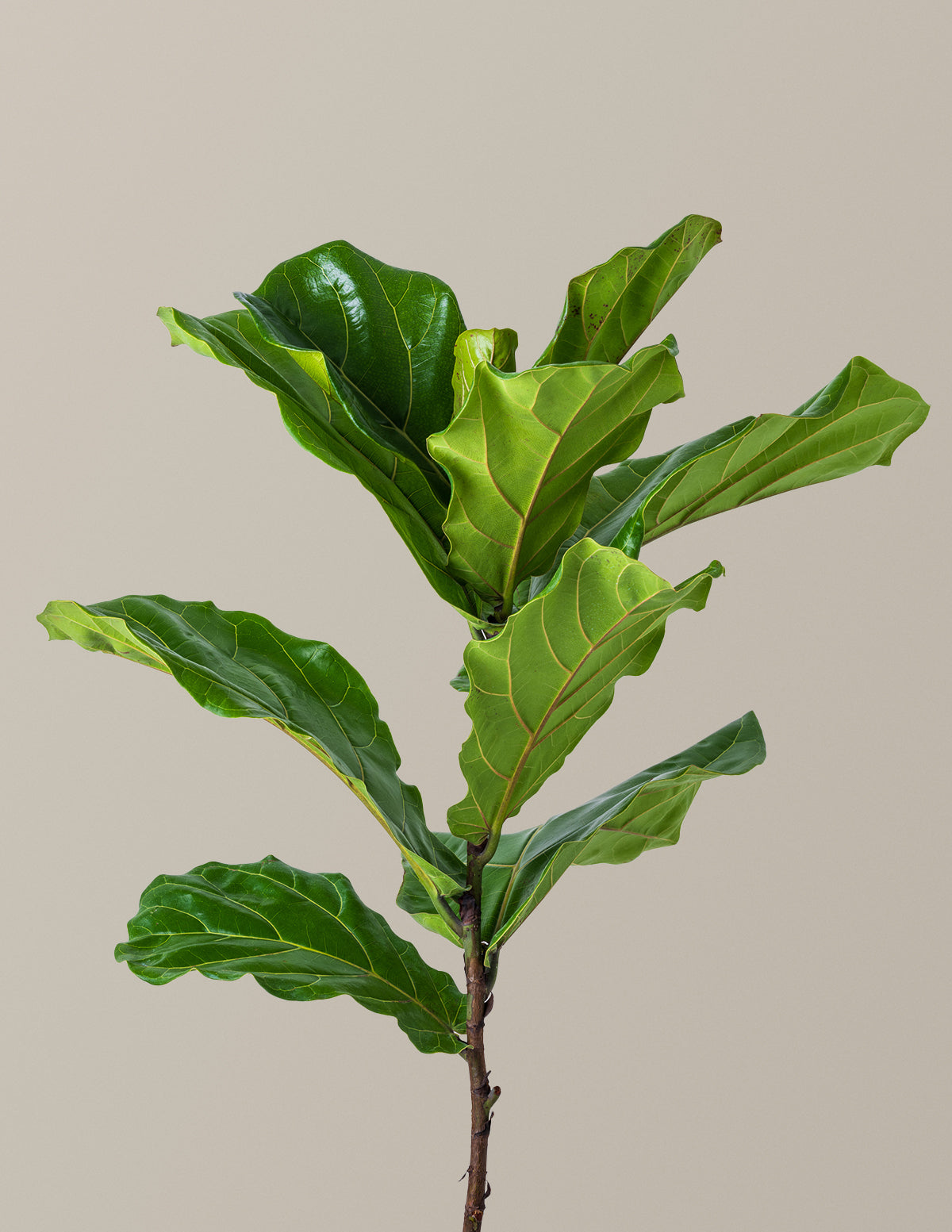 Deve Tabanı Fiddle Leaf Fig Bush